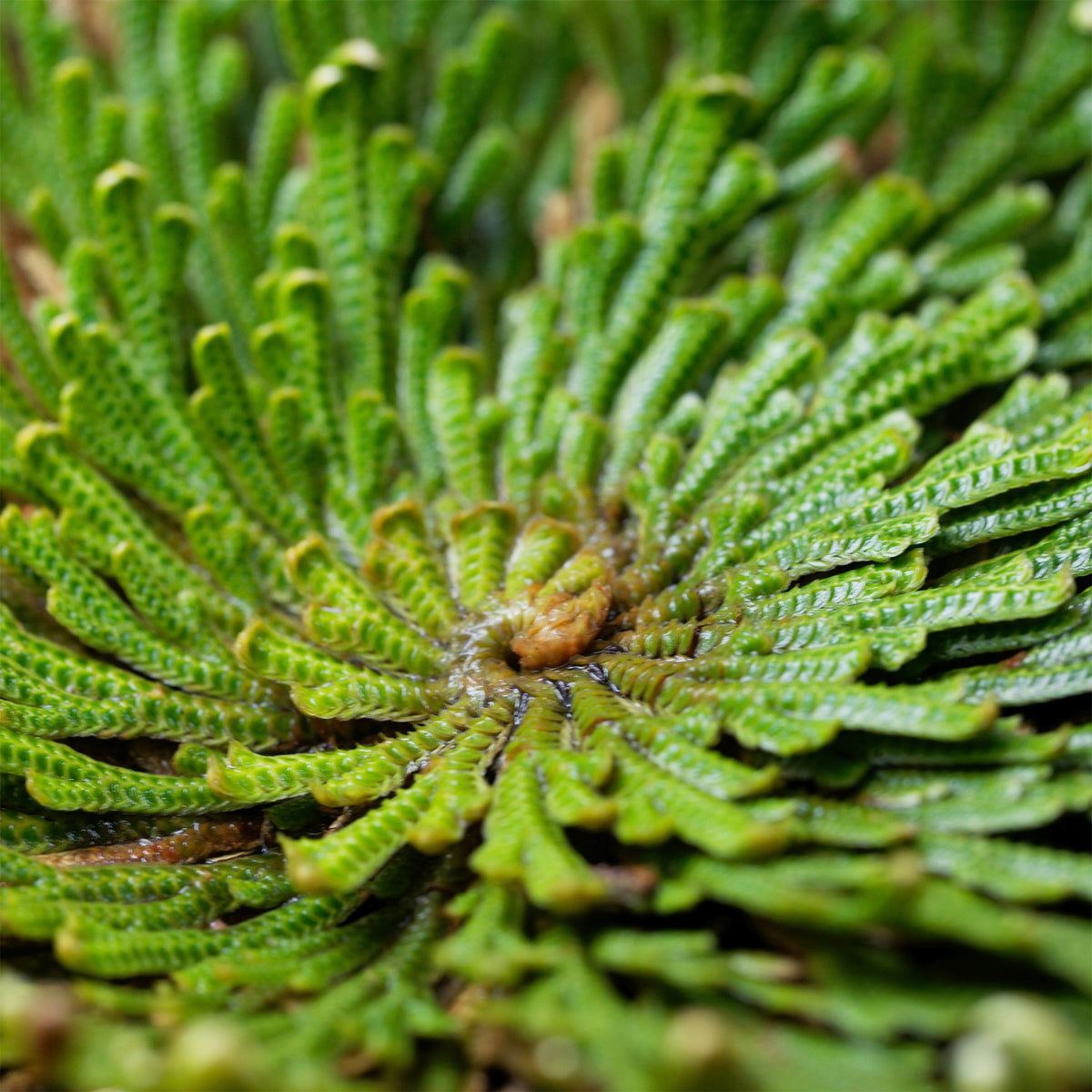 Selaginella lepidophylla - Echte Jerichorose - Grüne Zimmerpflanzen