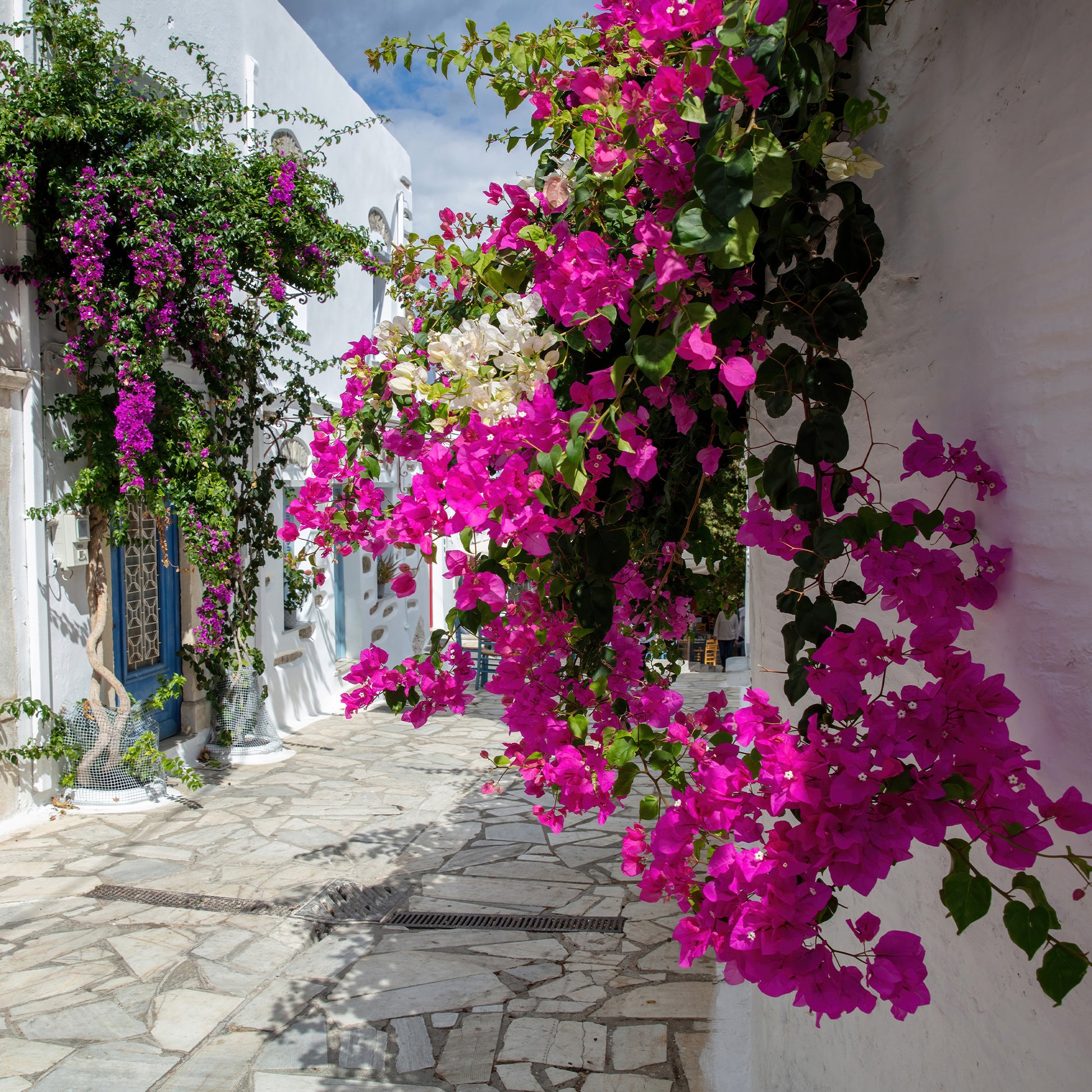 Verkauf Bougainvillea rosa - Bougainvillea pink