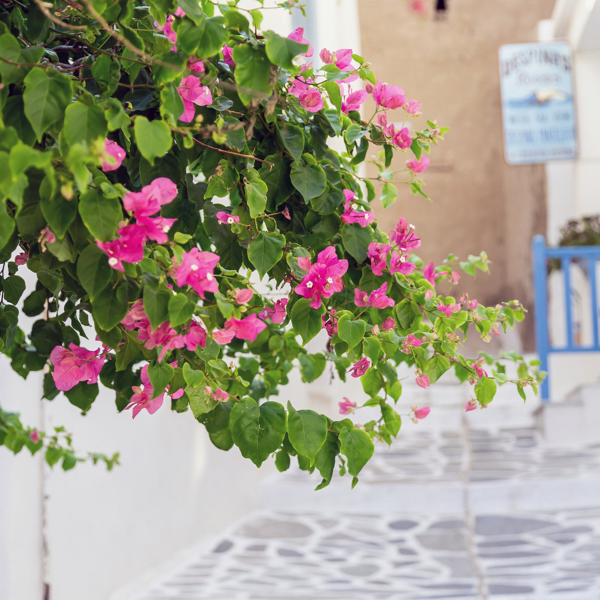 Bougainvillea rosa - Bakker