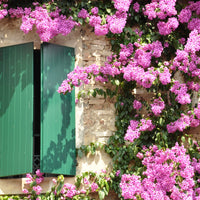 Bougainvillea - Bougainvillea rosa - Bougainvillea pink