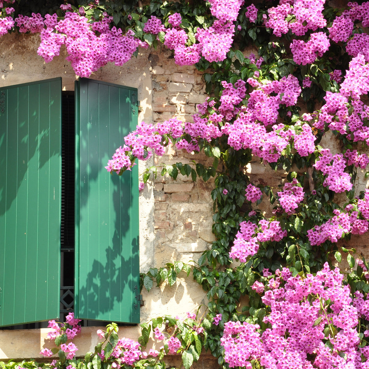 Bougainvillea - Bougainvillea rosa - Bougainvillea pink