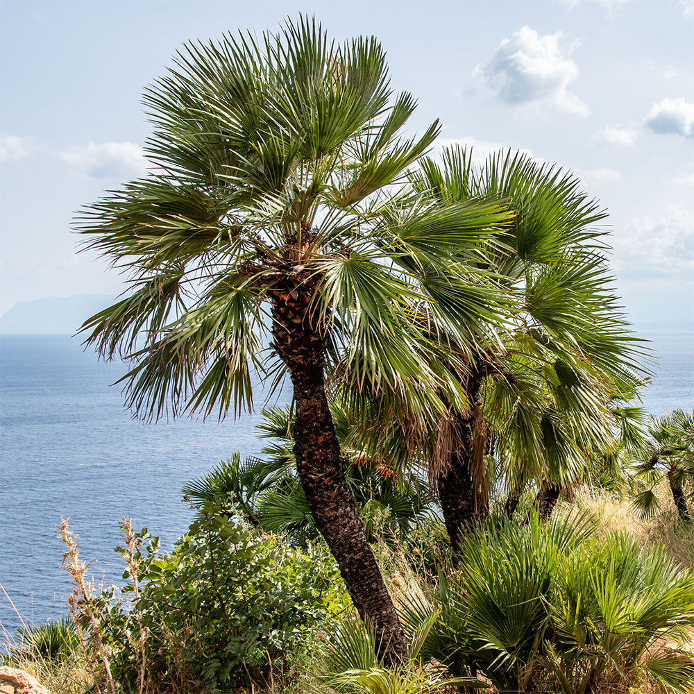 Chamaerops humilis - Zwergpalme - Palmen