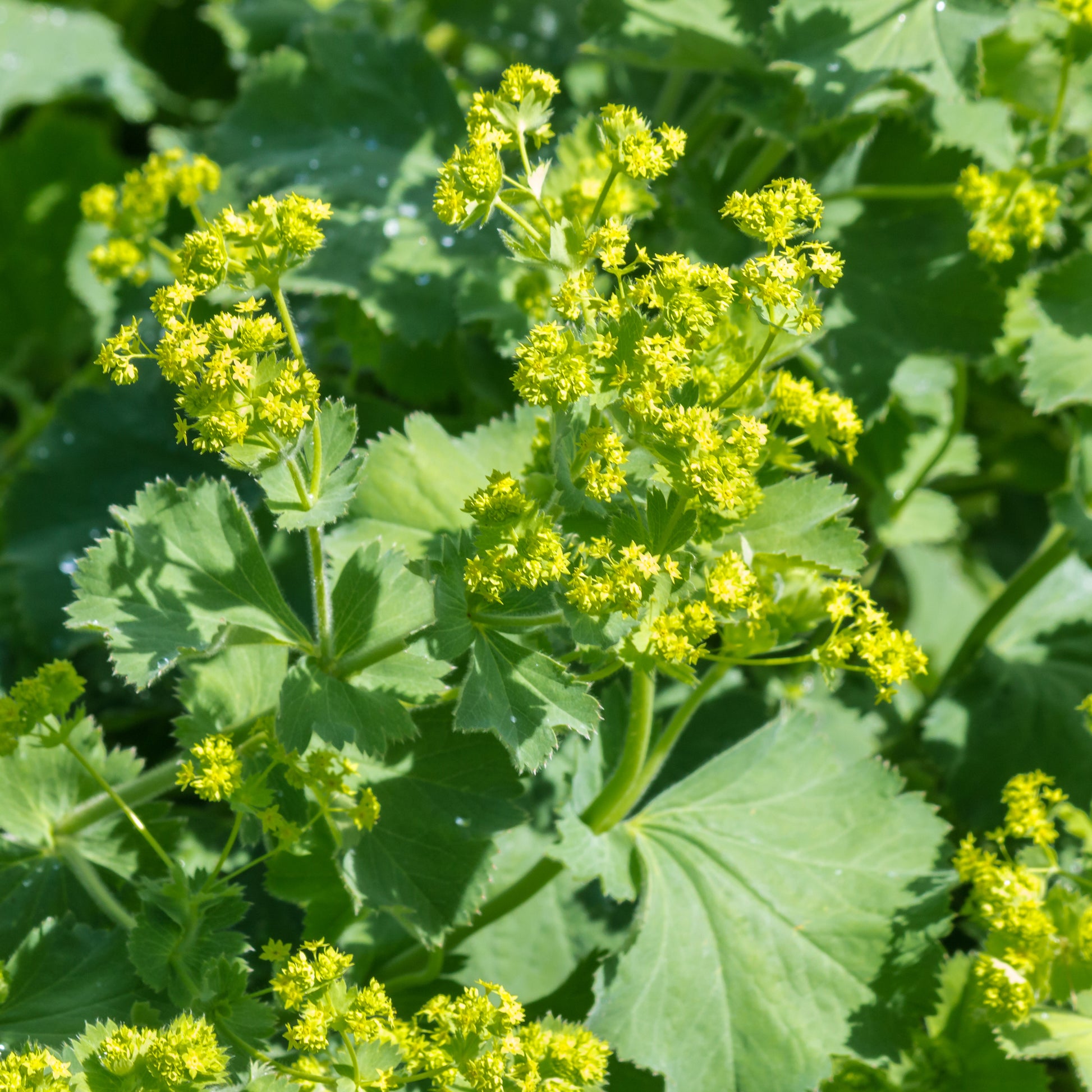 Frauenmantel (x3) - Alchemilla mollis - Bakker