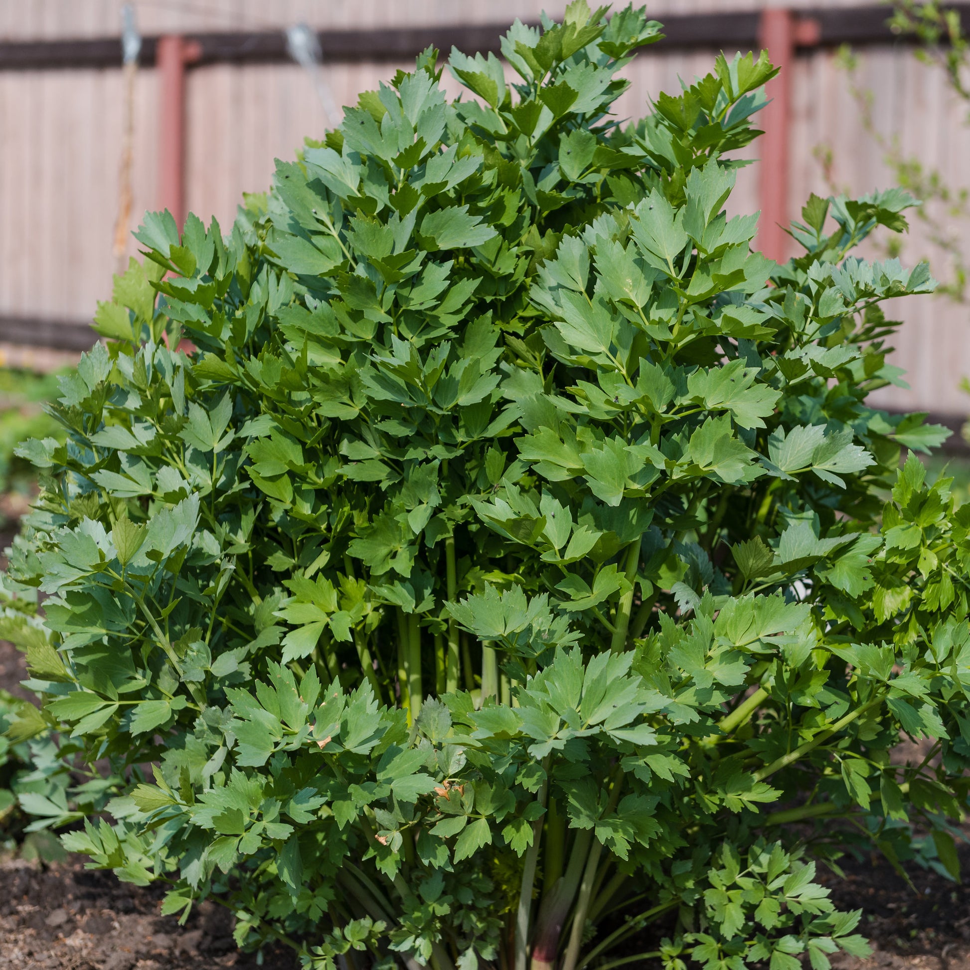 Kräuterpflanzen - Liebstöckel - Levisticum officinalis