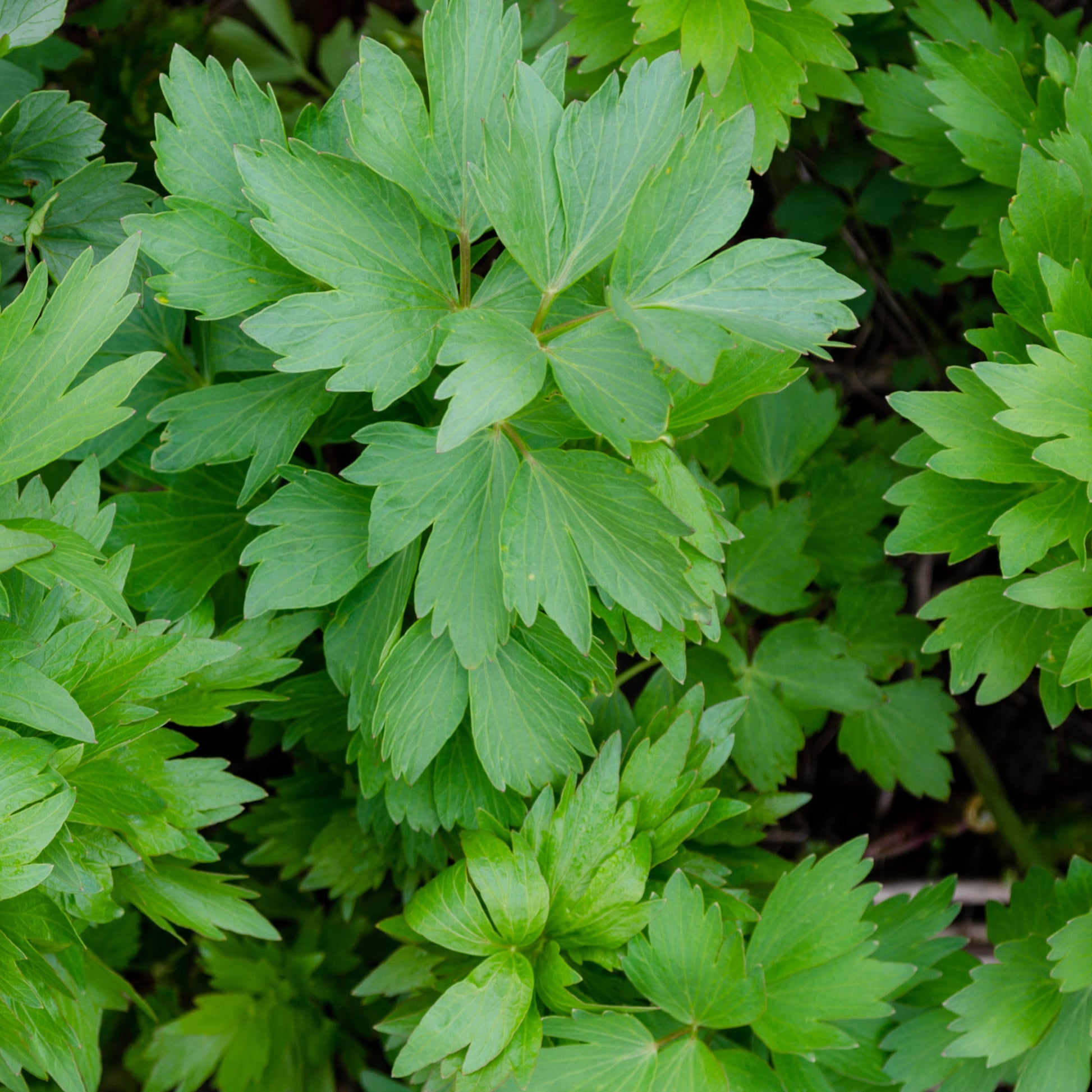 Verkauf Liebstöckel - Levisticum officinalis