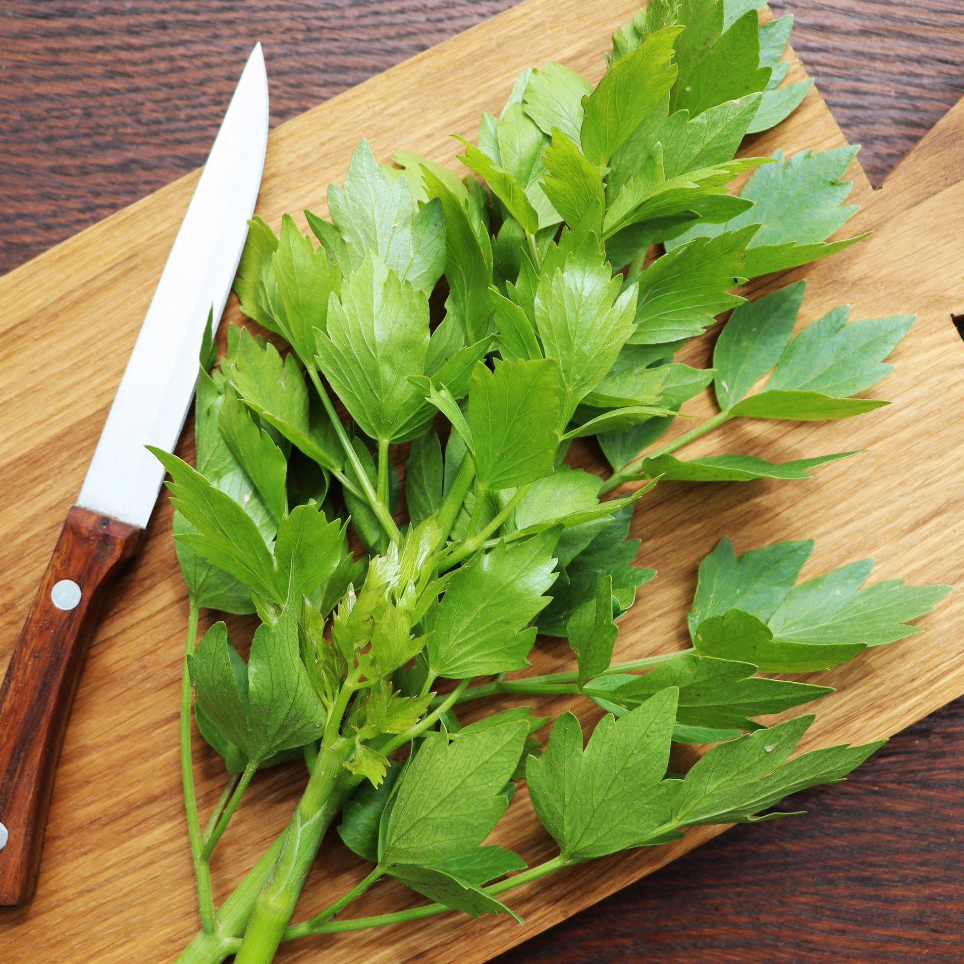 Levisticum officinalis - Liebstöckel - Kräuterpflanzen