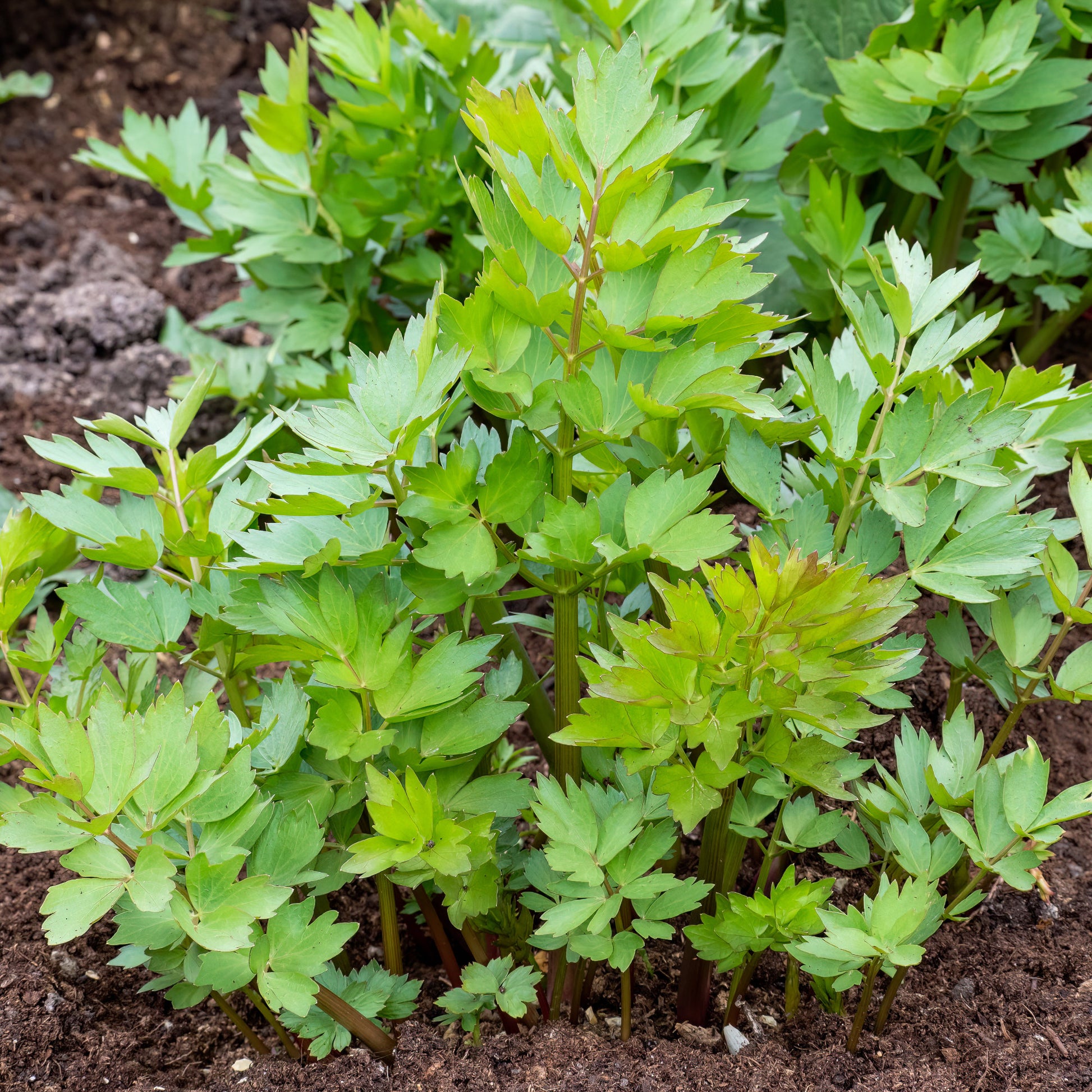 Liebstöckel - Levisticum officinalis - Bakker