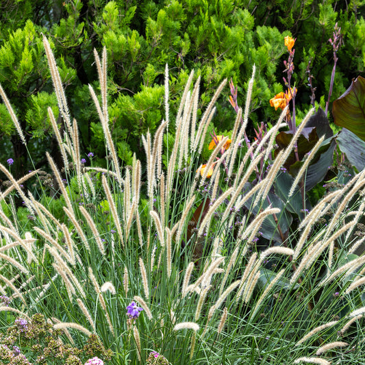 Aufrechtes Lampenputzergras (Pennisetum alopecuroides) - Bakker