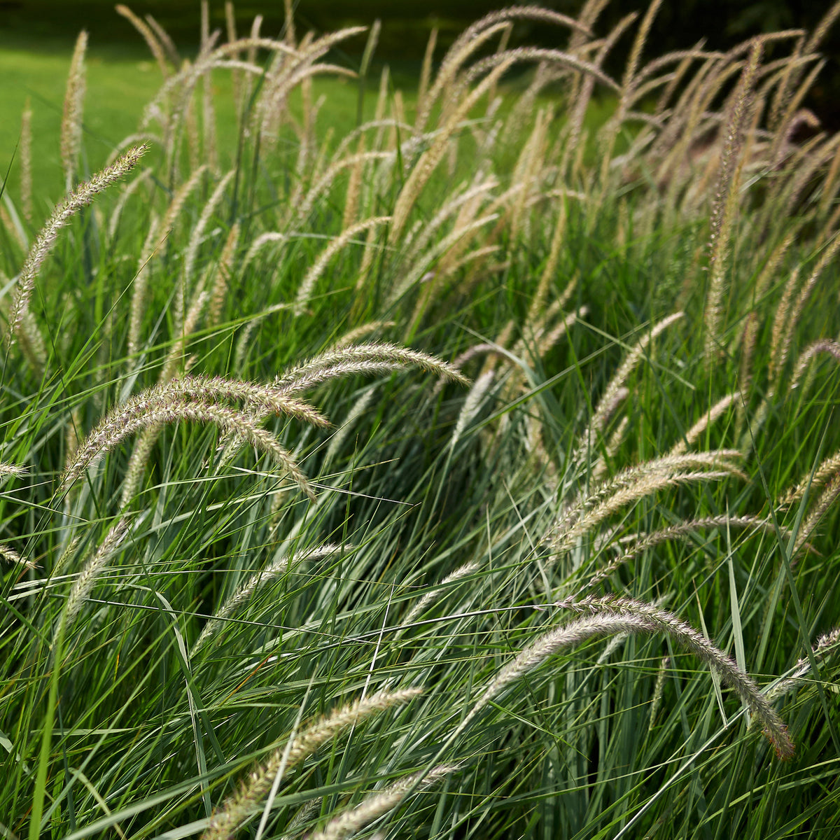 Pennisetum orientale Fairy Tails - Orient-Lampenputzergras ‘Fairy Tails’ - Pennisetum