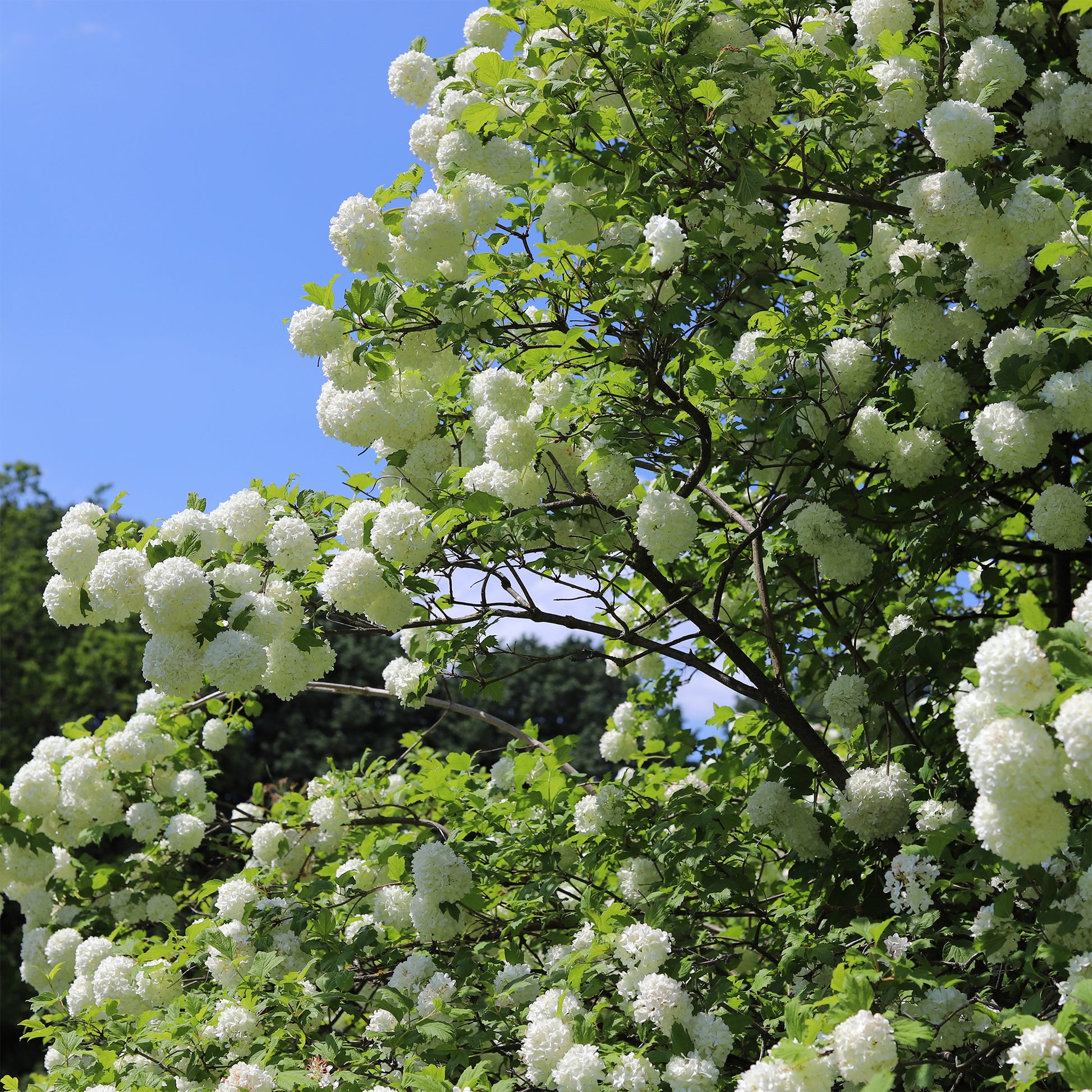 Verkauf Schneeball ‘Roseum’ - Viburnum opulus Roseum