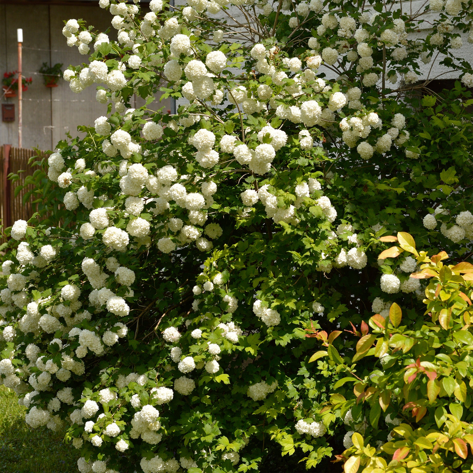 Verkauf Schneeball ‘Roseum’