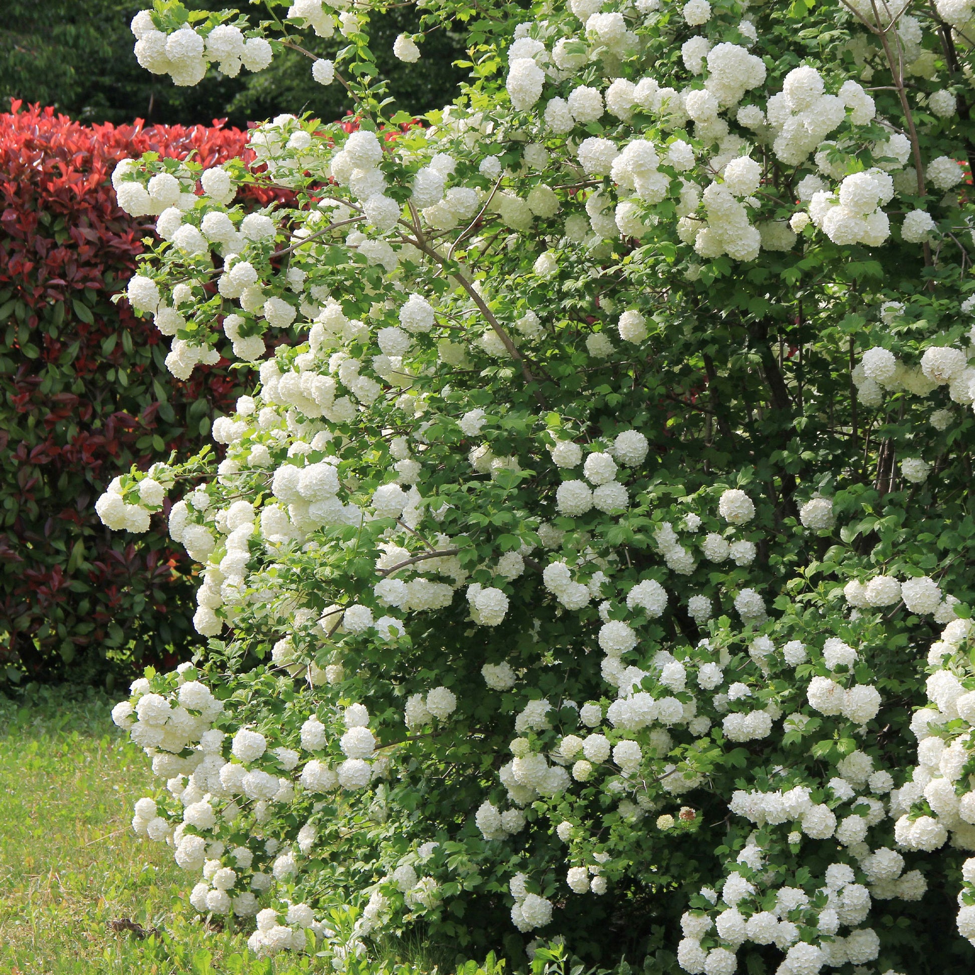 Verkauf Viburnum - Schneeball ‘Roseum’