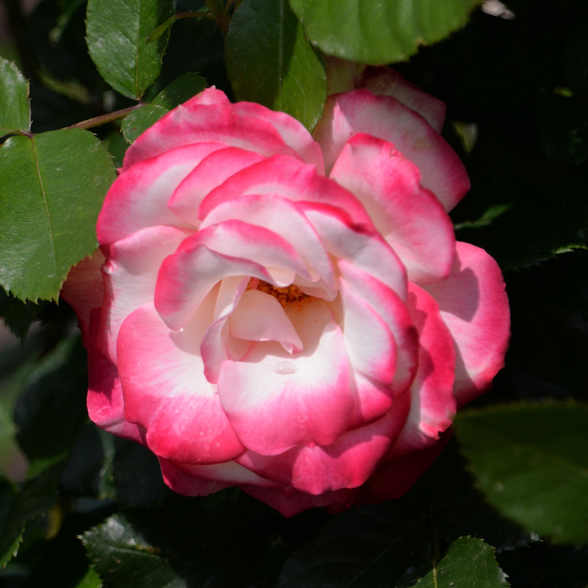 Verkauf Beetrose ‘Double Delight’ - Rosa Double Delight