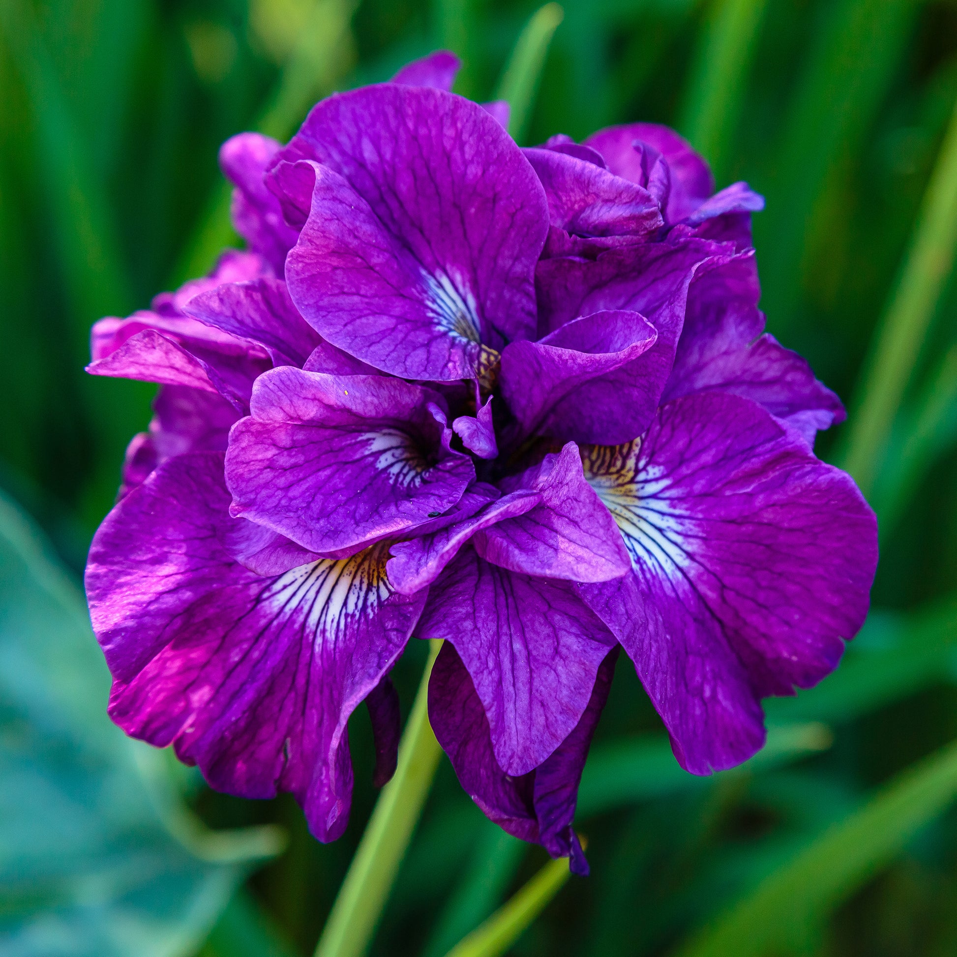 Iris sibirica Double Standard - Sibirische Schwertlilie Double Standard - Iris sibirica - Sibirische Schwertlilie