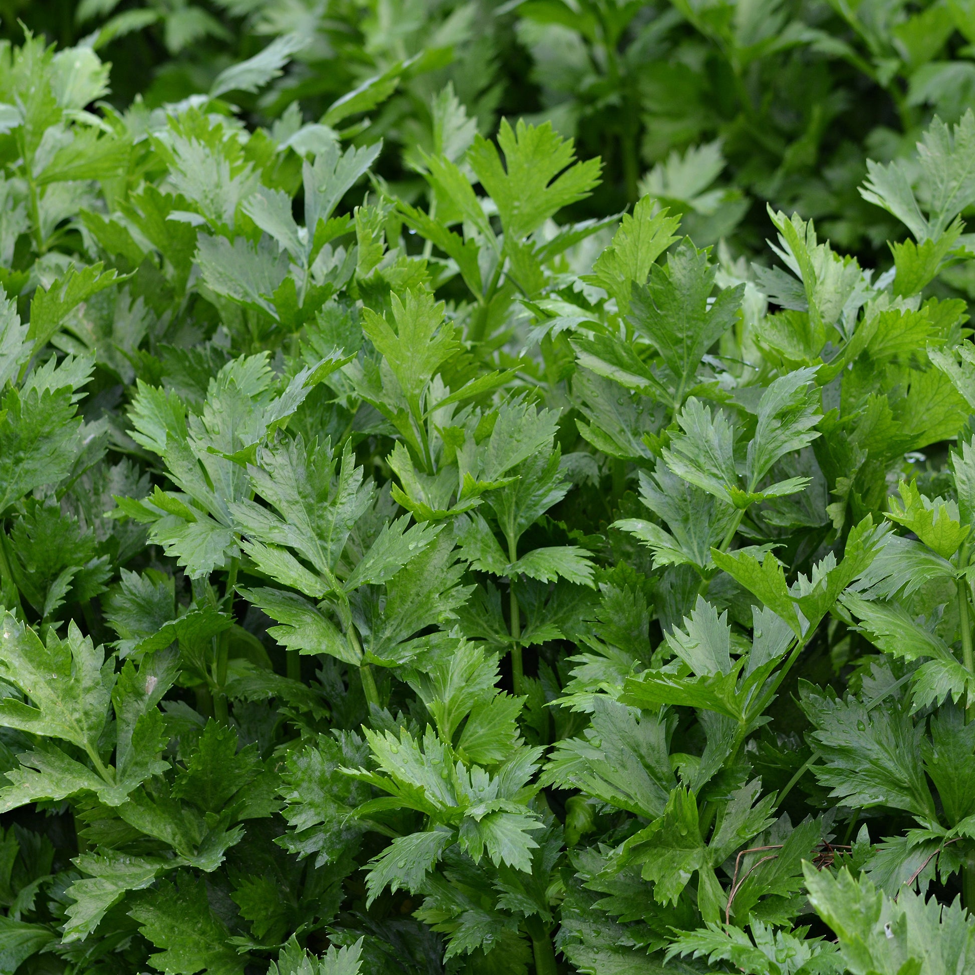 Schnittsellerie Bio - Apium graveolens gewone snij westlandse - Bakker