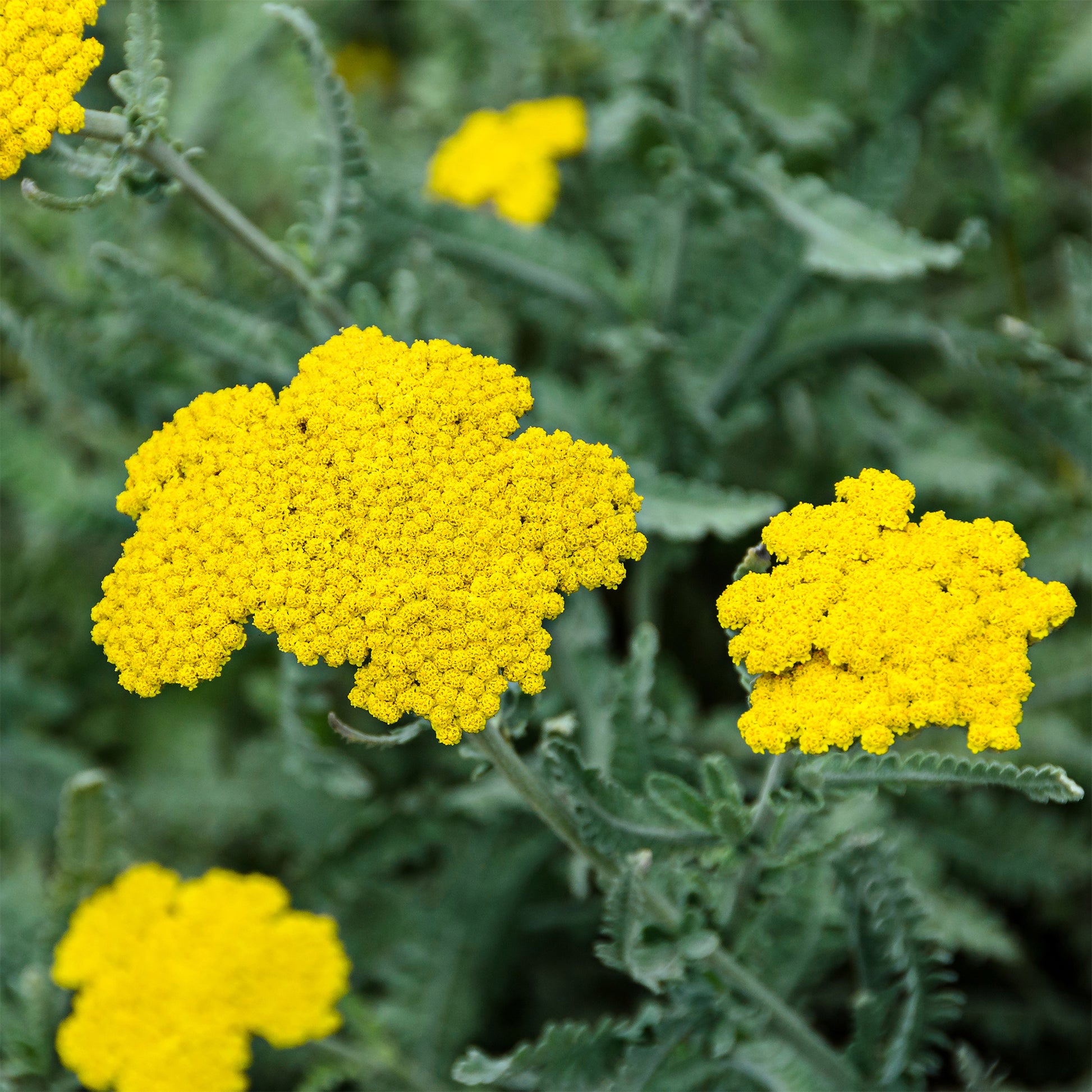 Dolden-Schafgarbe - Achillea hybride moonshine - Bakker