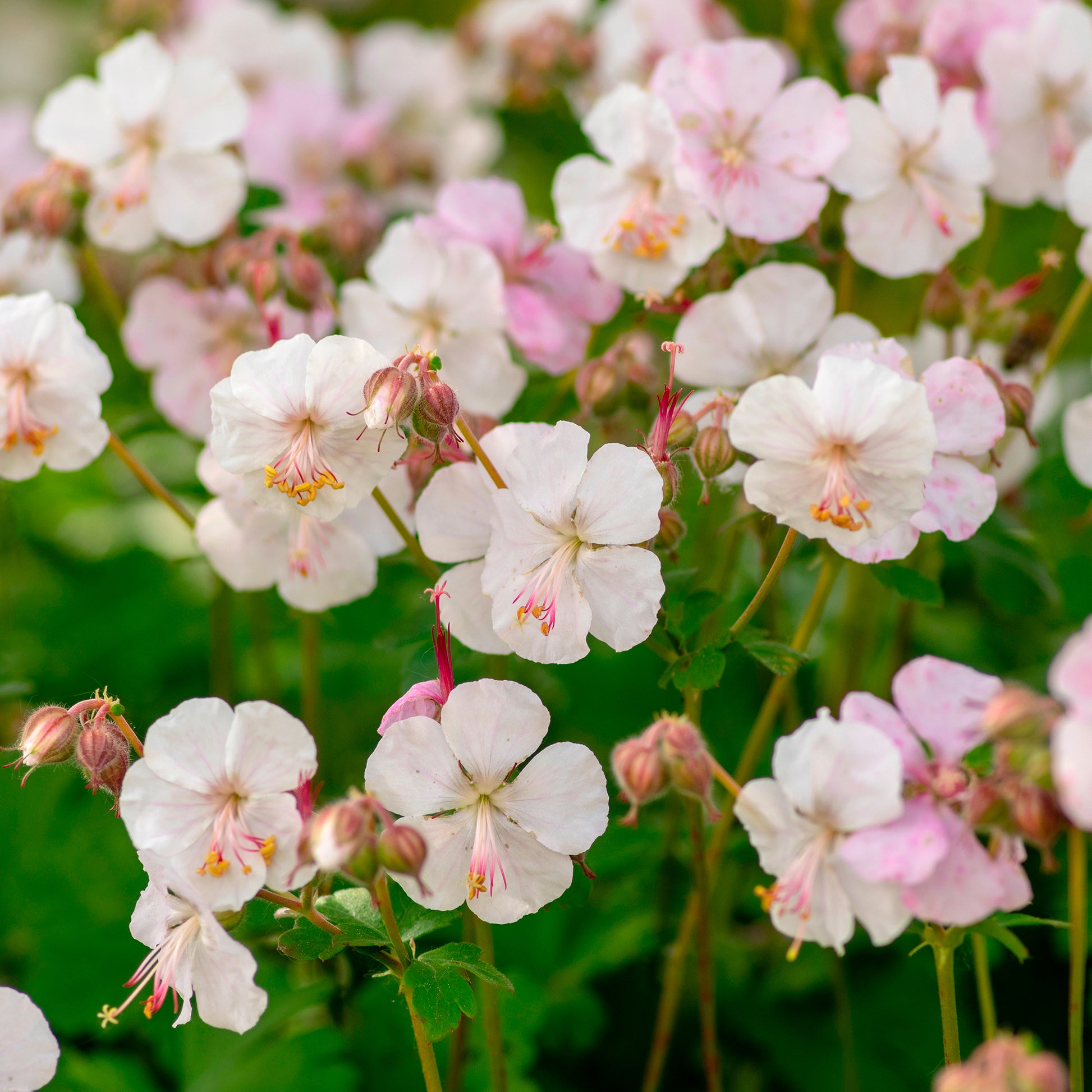 Geranium x cantabrigiense st ola - Storchschnabel ‘St Ola’ - Geranien