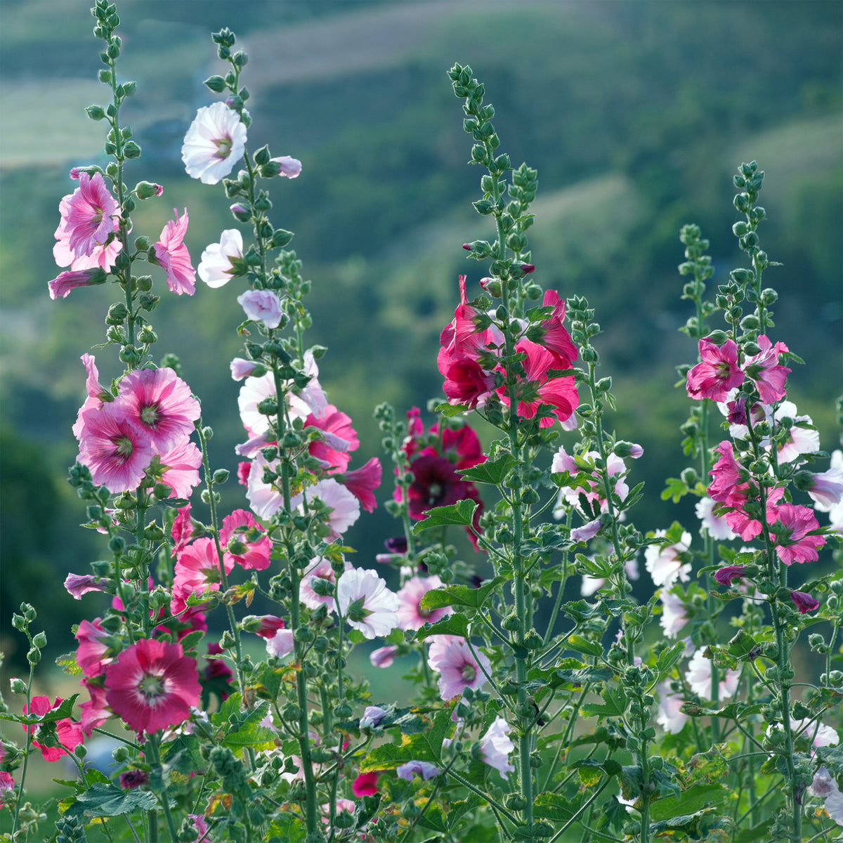 Alcea - Stockrose - Stockrose Simplex - Alcea rosea simplex