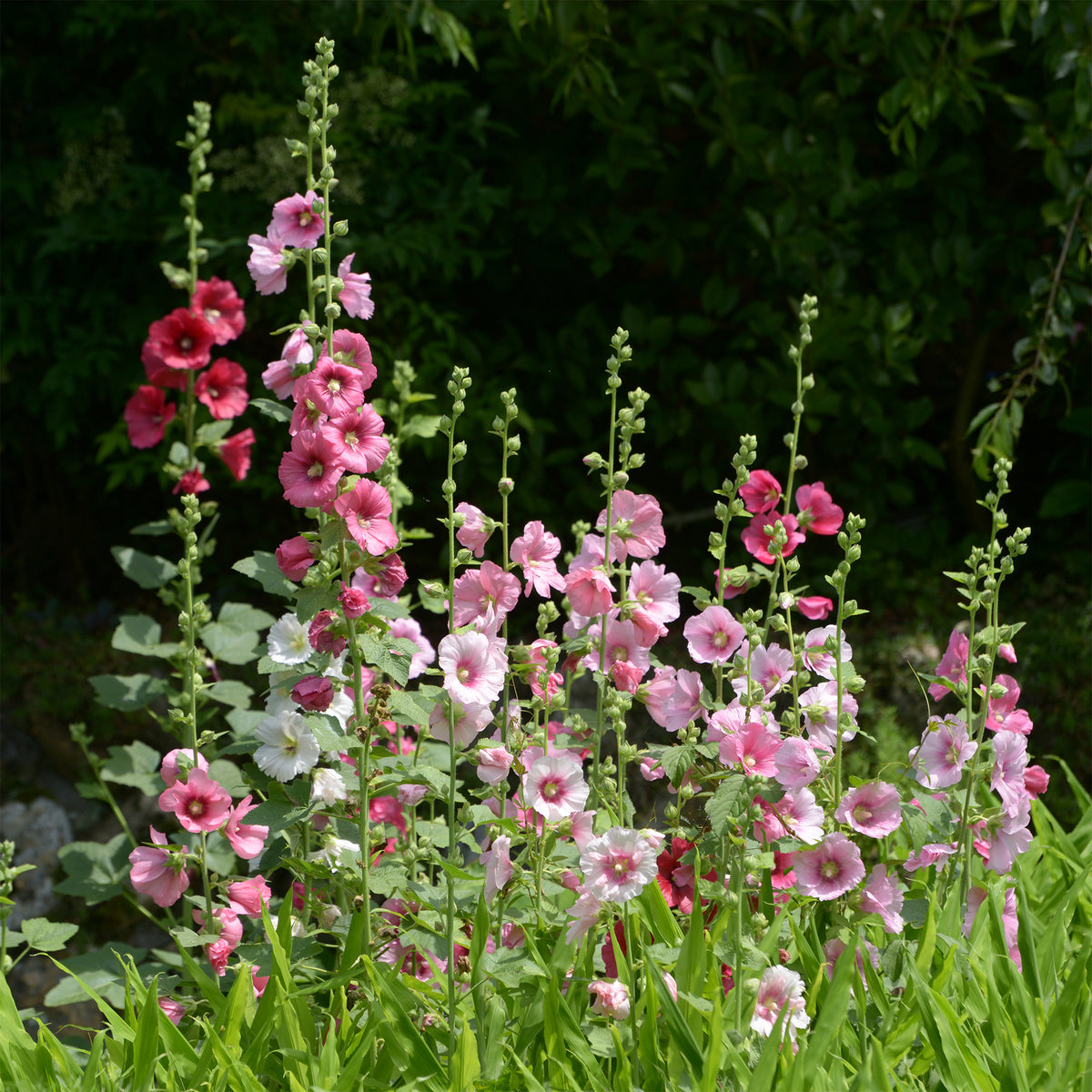 Stockrose Simplex - Alcea rosea simplex - Bakker