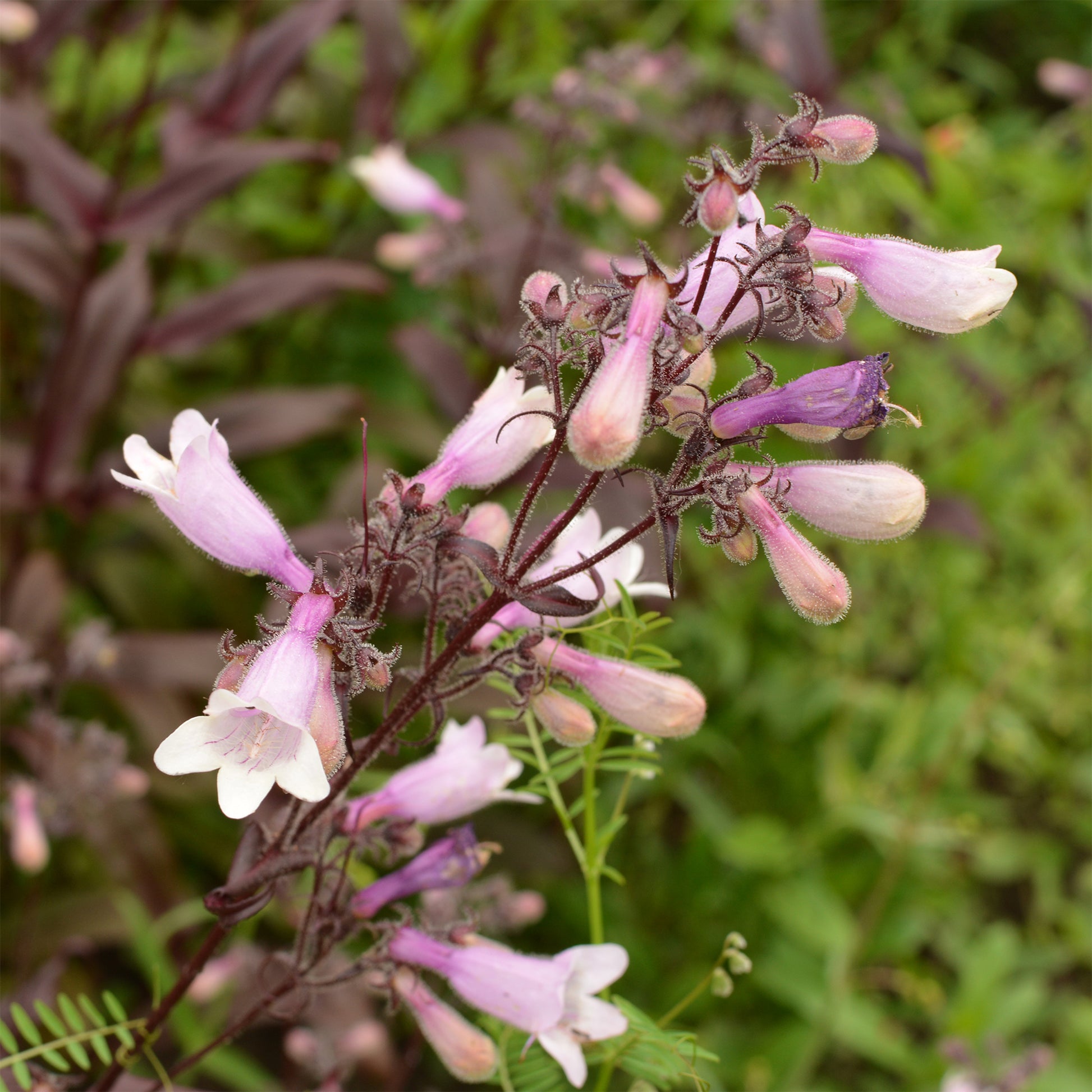 Fingerhutförmiger Bartfaden 'Dark Towers' - Penstemon digitalis husker red - Bakker