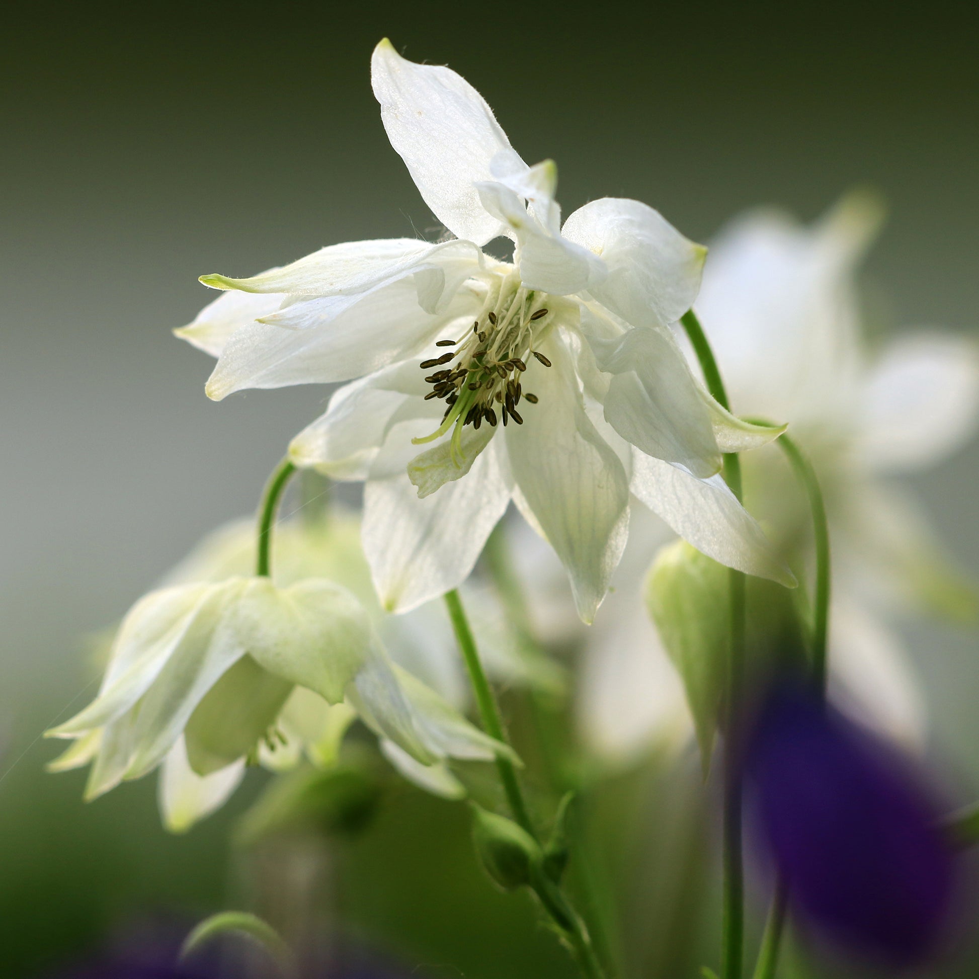 Aquilegia vulgaris stellata Green Apples - Kurzspornige Akelei Green Apples - Akelei
