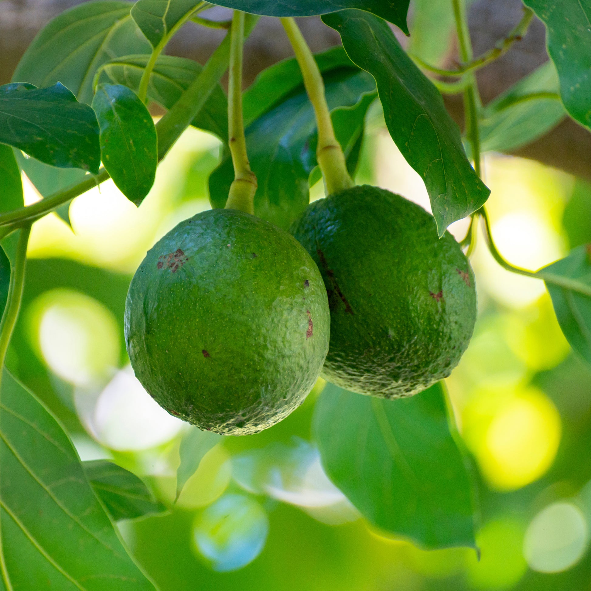 Persea americana var. Bacon (De greffe) - Avocadobaum Bacon - Exotische Obstbäume