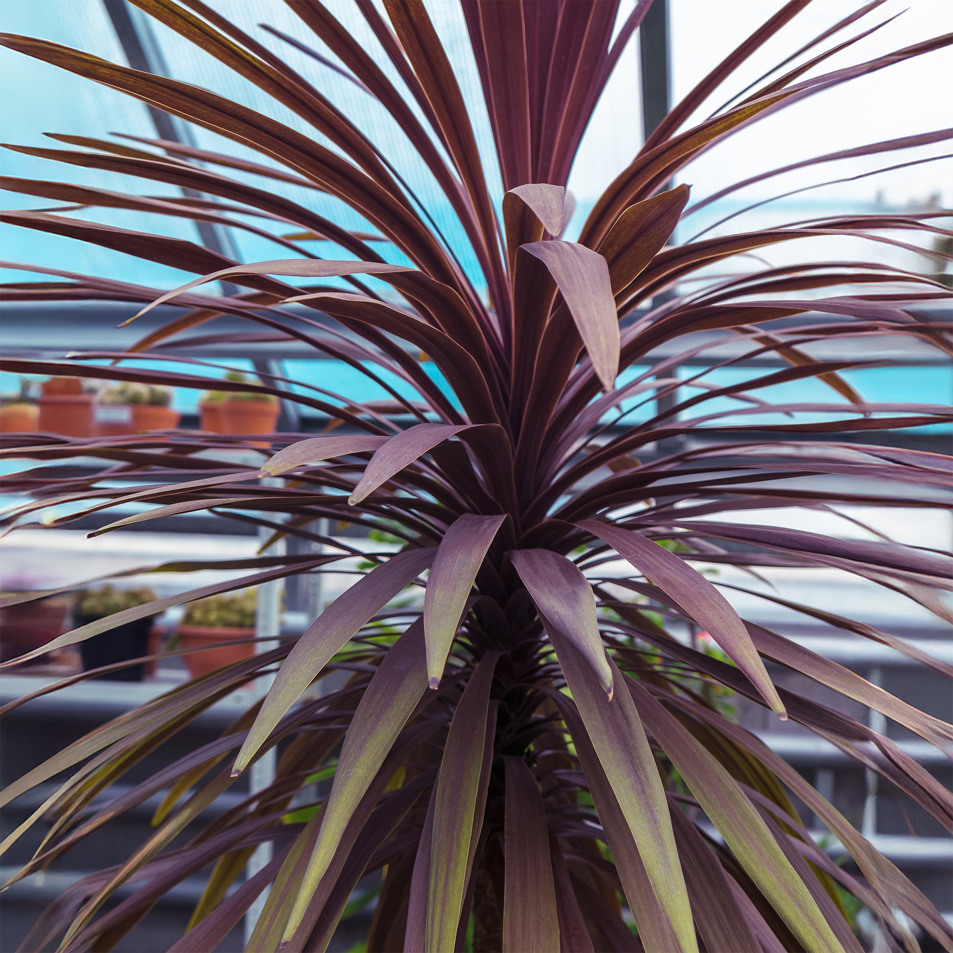 Australische Keulenlilie Choc-Mint® - Cordyline australis Choc-Mint® - Bakker