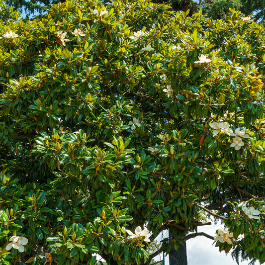 Großblütige Magnolie Alta - Bakker