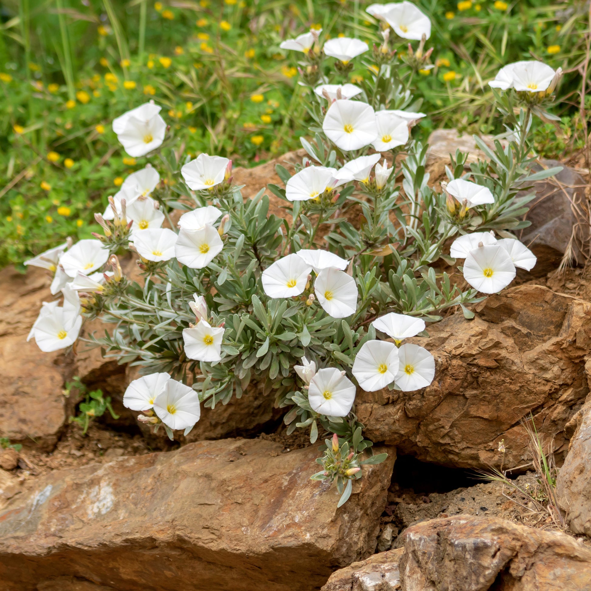 Mauretanische Winde ‘New White Moon’® - Bakker