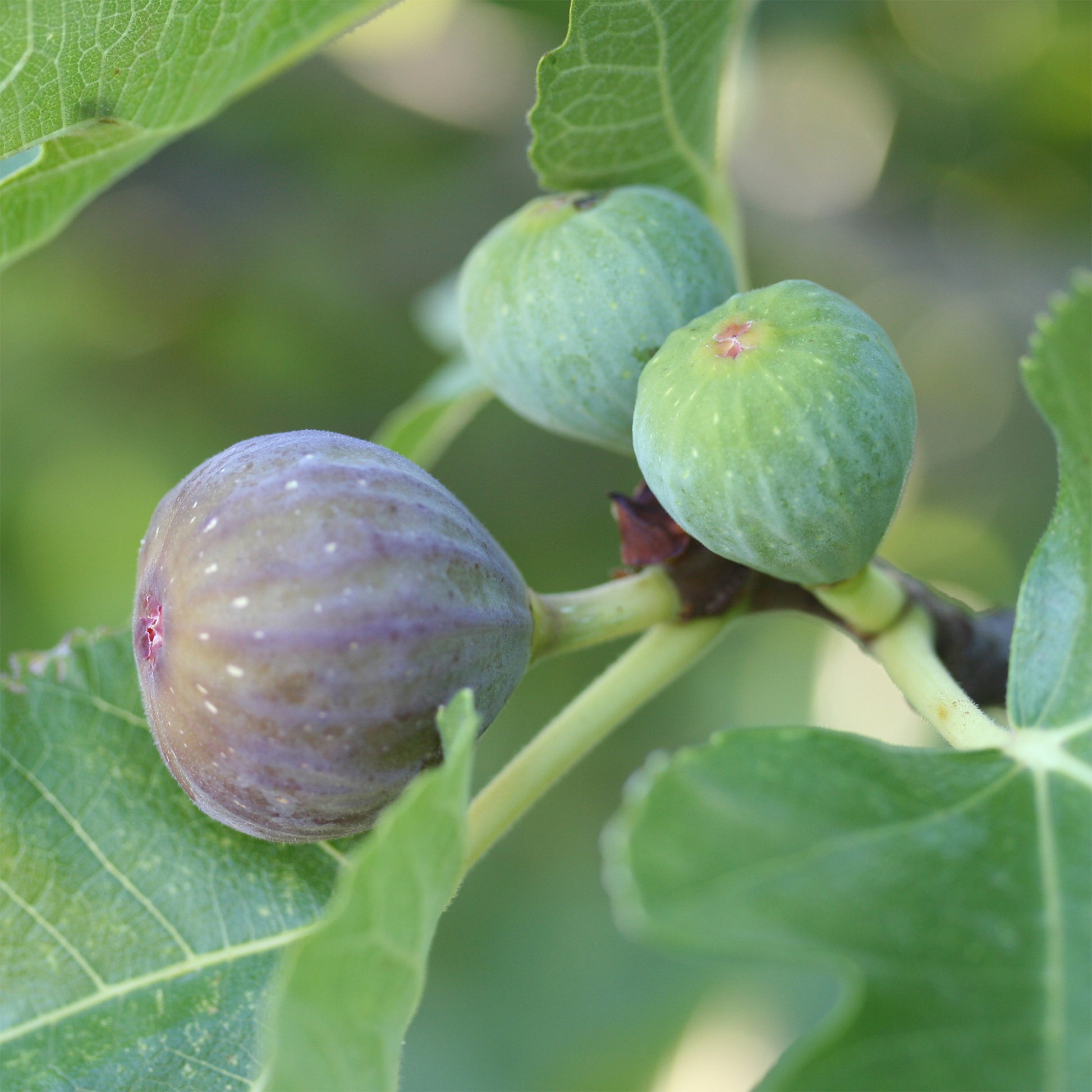 Feige ‘Rouge de Bordeaux’ - Ficus carica Rouge de Bordeaux - Bakker