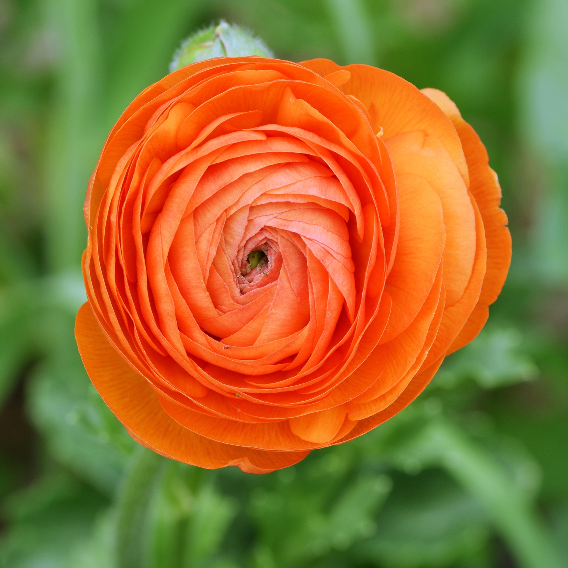 Asiatische Ranunkeln ‘Orange Flame’ (x10) - Ranunculus Orange Flame - Bakker