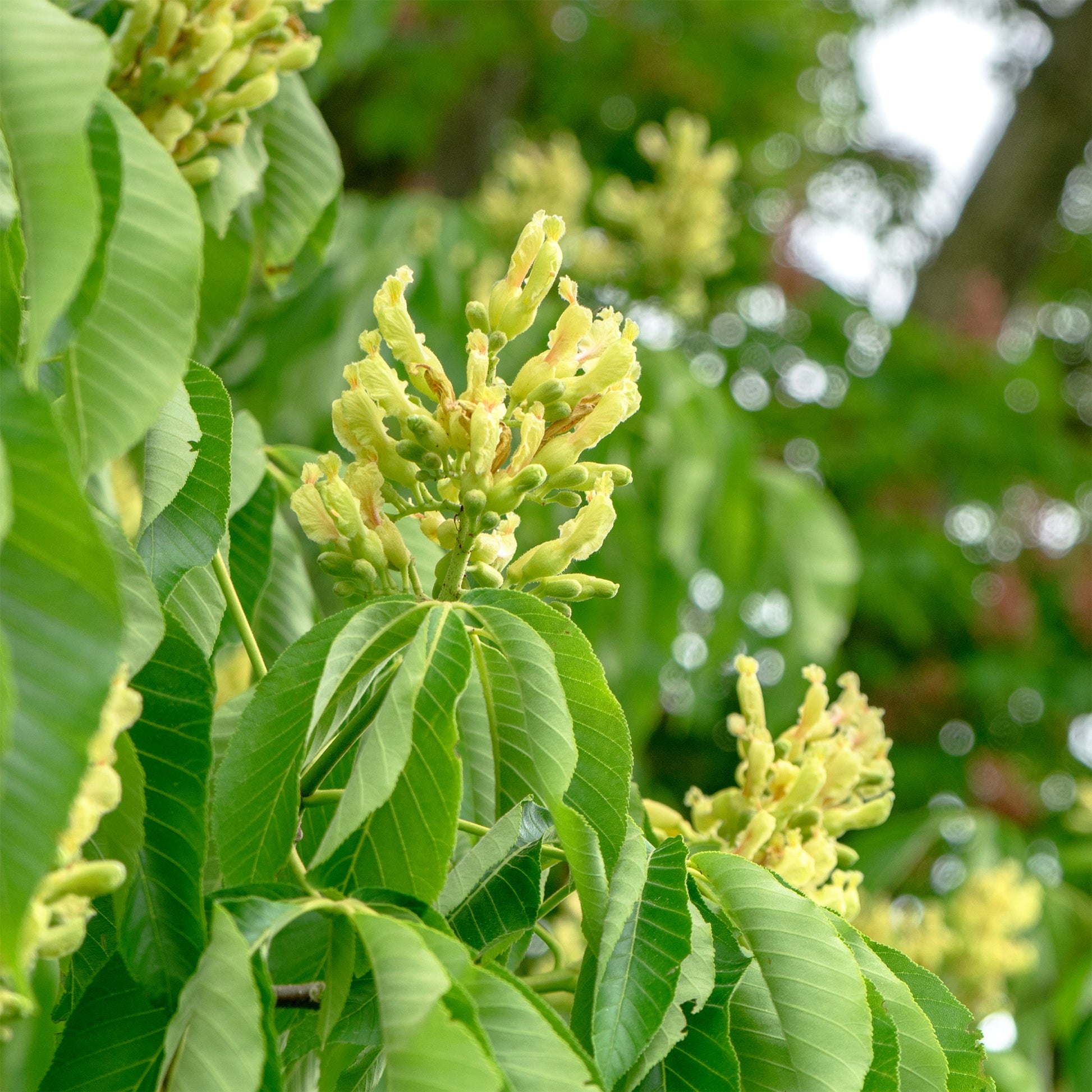 Kastanie ‘Autumn Splendor’ - Aesculus x arnoldiana Autumn Splendor - Bakker