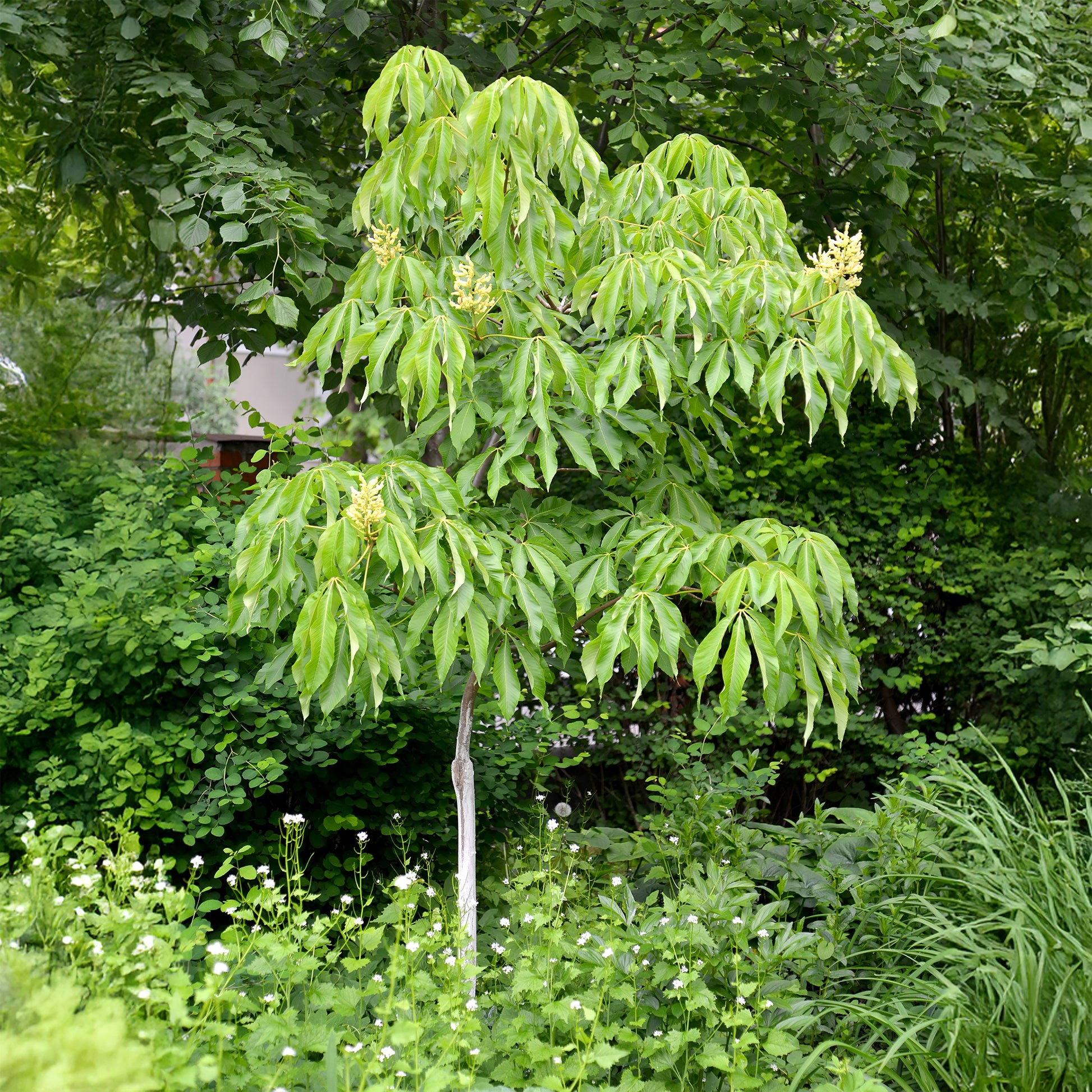 Kastanie ‘Autumn Splendor’ - Bakker