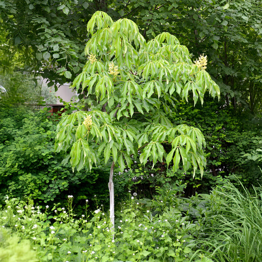 Kastanie ‘Autumn Splendor’ - Bakker
