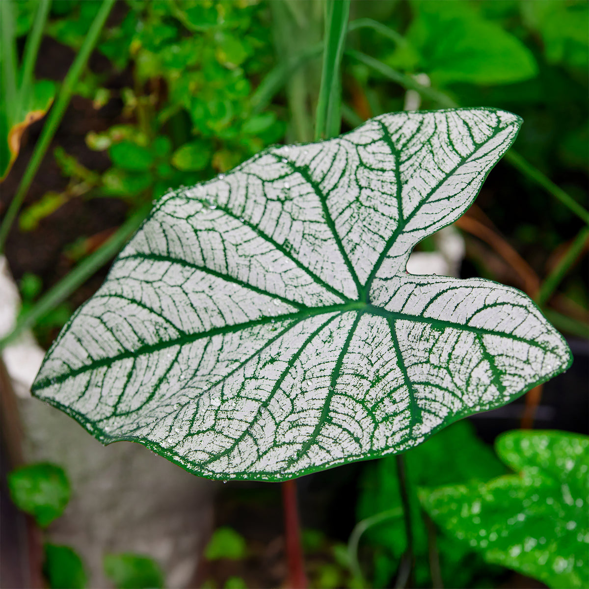 Caladium x hortulanum White Christmas - Caladium White Christmas - Caladium