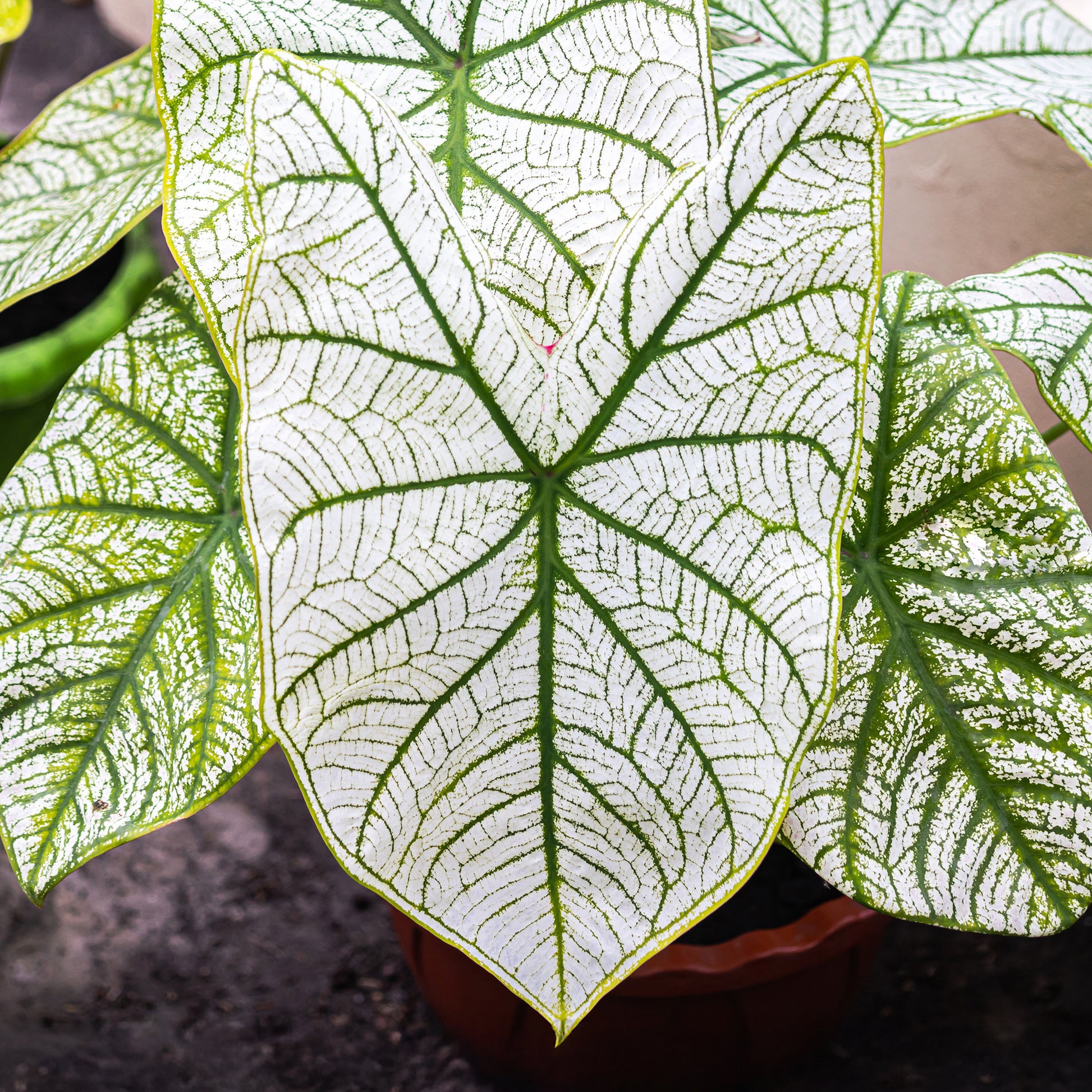 Caladium White Christmas - Caladium x hortulanum White Christmas - Bakker