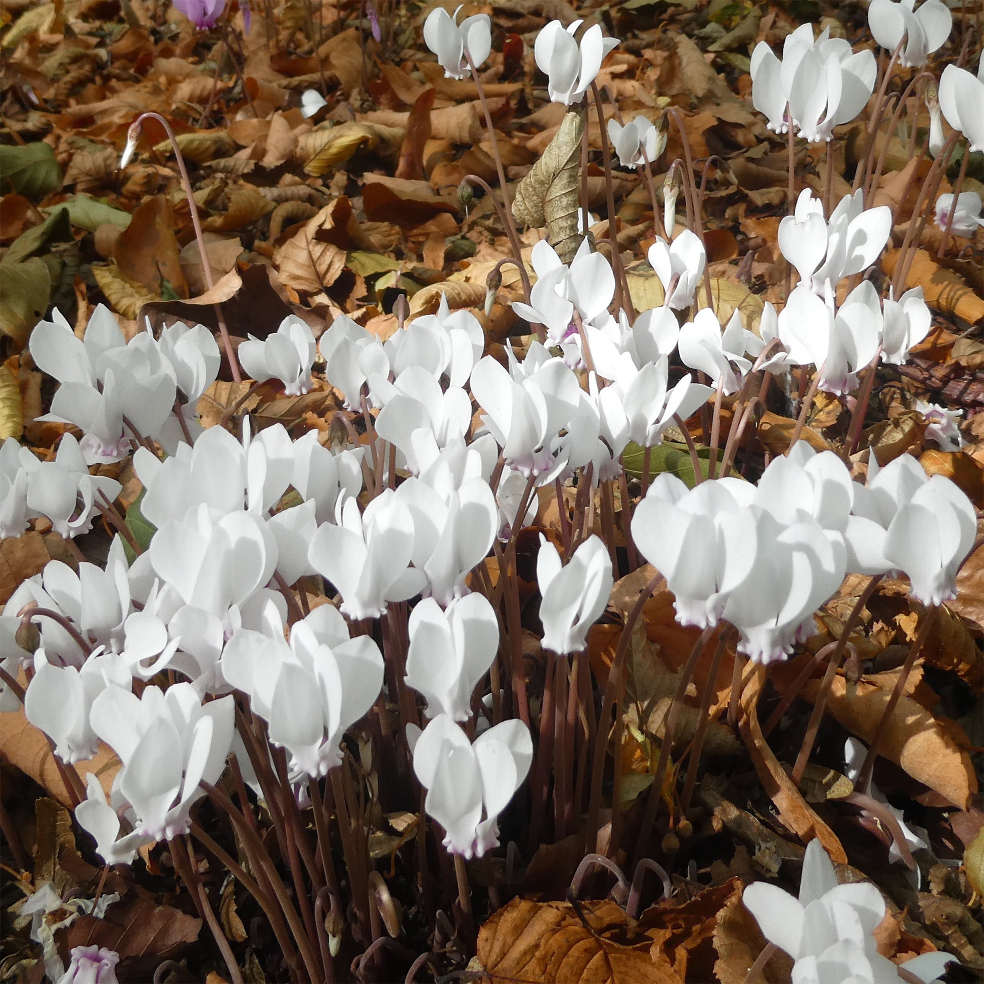 Cyclamen hederifolium Album - Herbst Alpenveilchen 'Album' - Cyclamen - Alpenveilchen