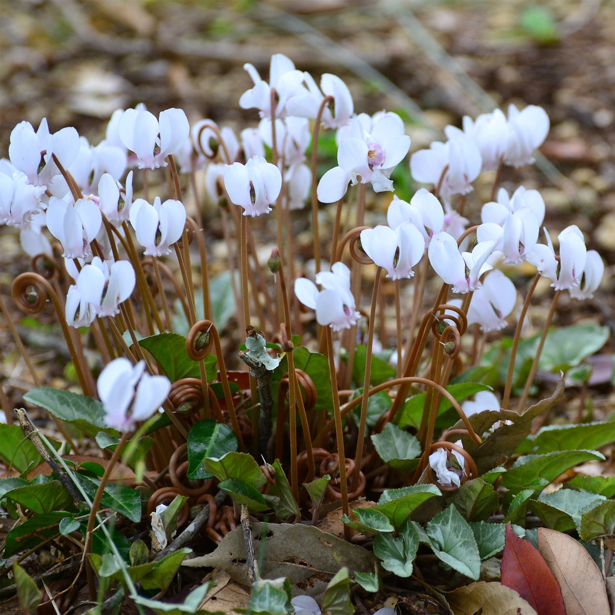 Herbst Alpenveilchen 'Album' - Bakker