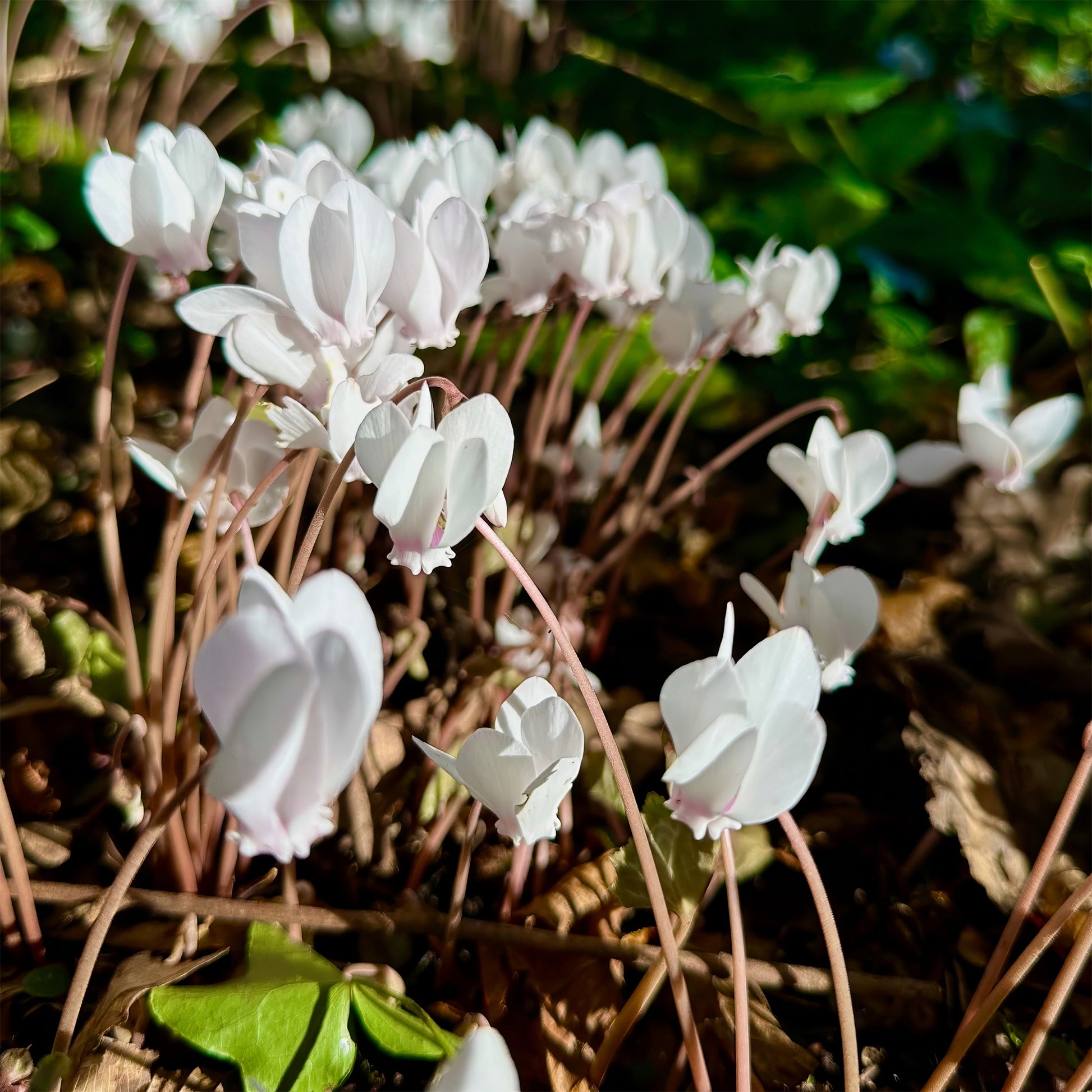 Herbst Alpenveilchen 'Album' - Cyclamen hederifolium Album - Bakker