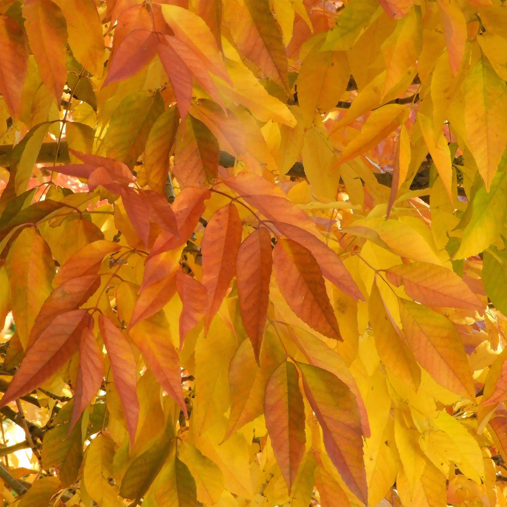 Fraxinus americana Skyline - Weiß-Esche 'Skyline' - Esche