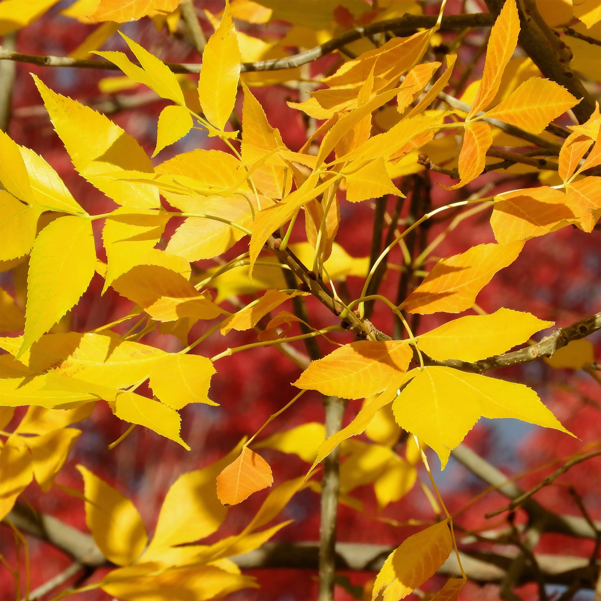 Weiß-Esche 'Skyline' - Fraxinus americana Skyline - Bakker