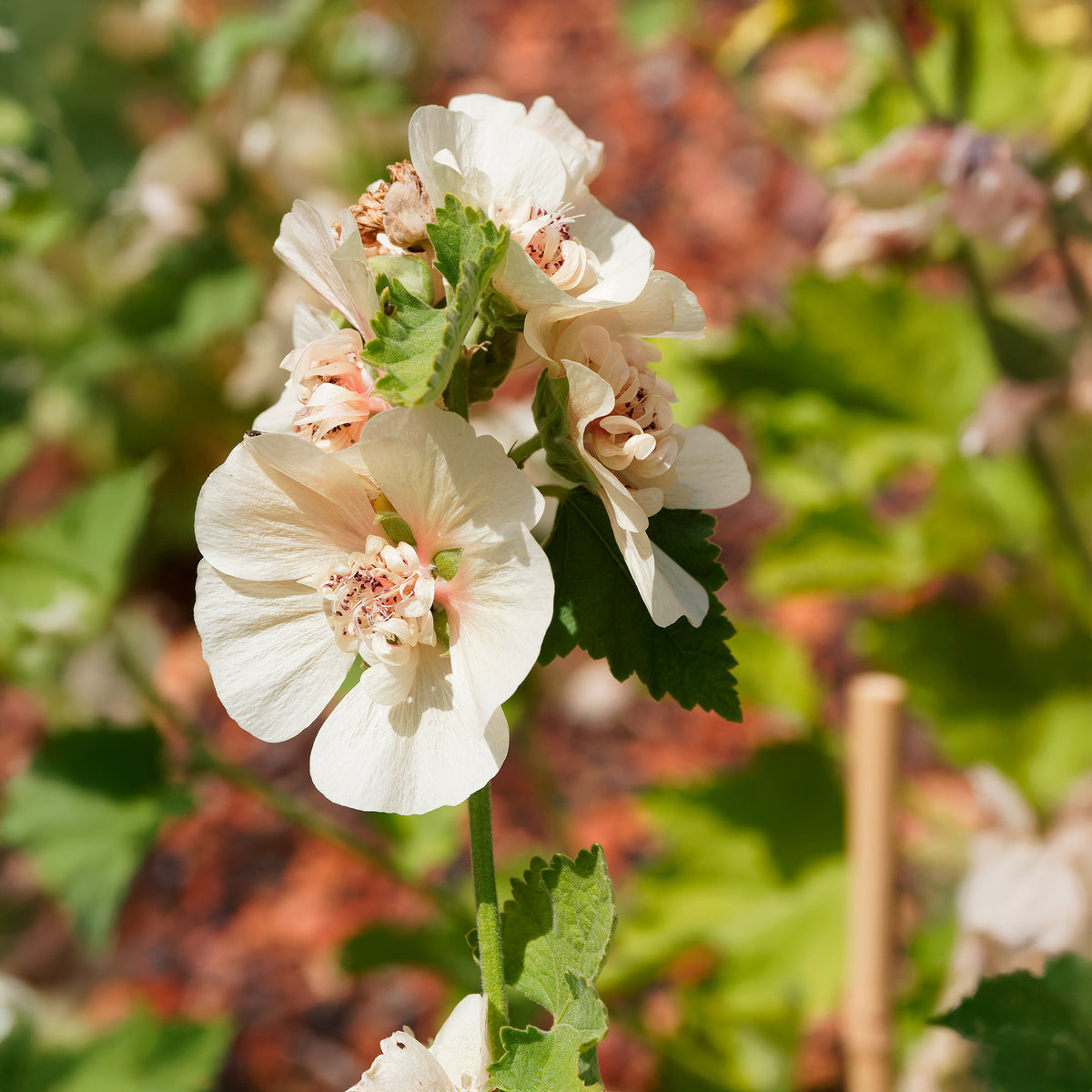 Halbstrauchige Stockrose Parkfrieden - Bakker