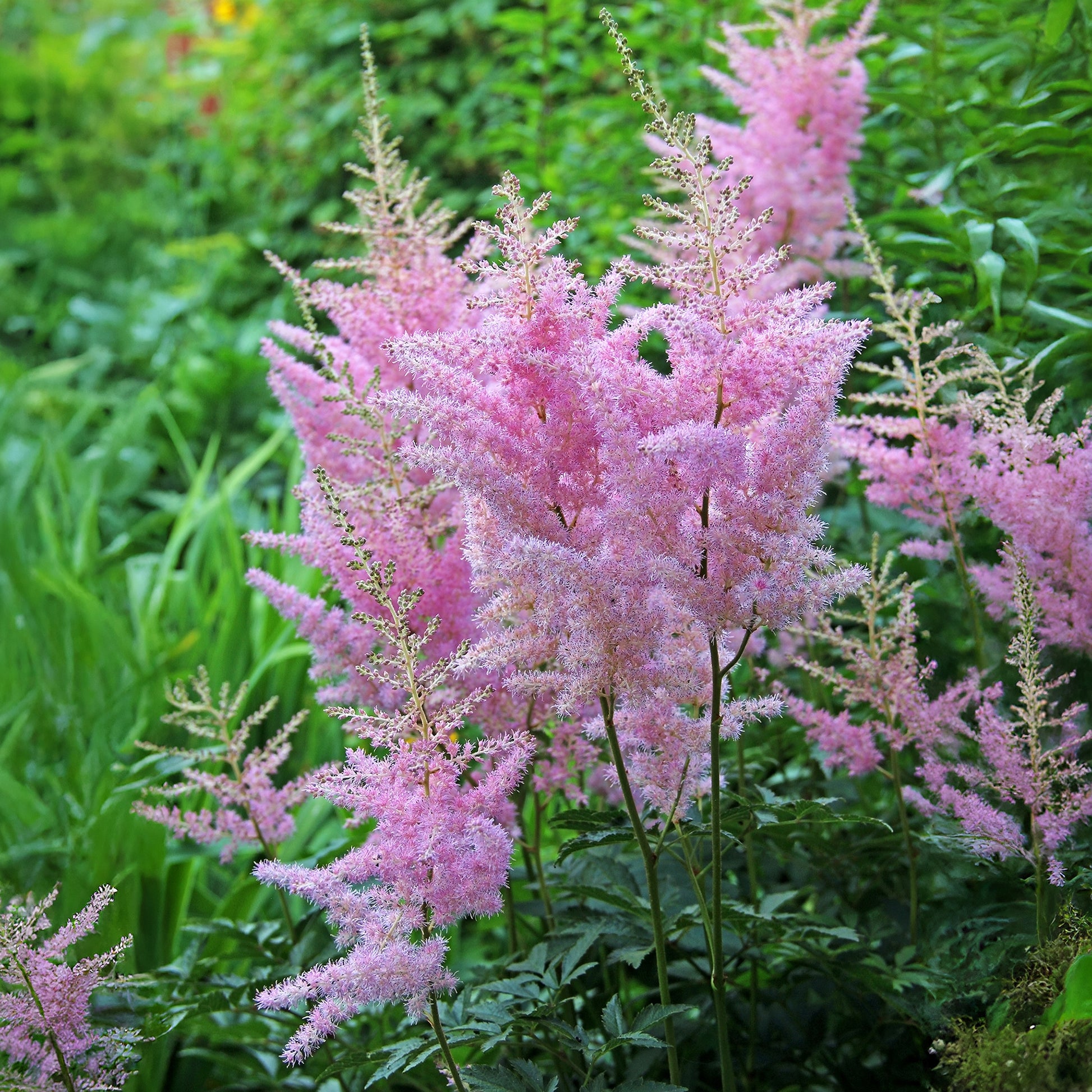 Arends Prachtspiere Anita Pfeifer - Astilbe x arendsii Anita Pfeifer - Bakker