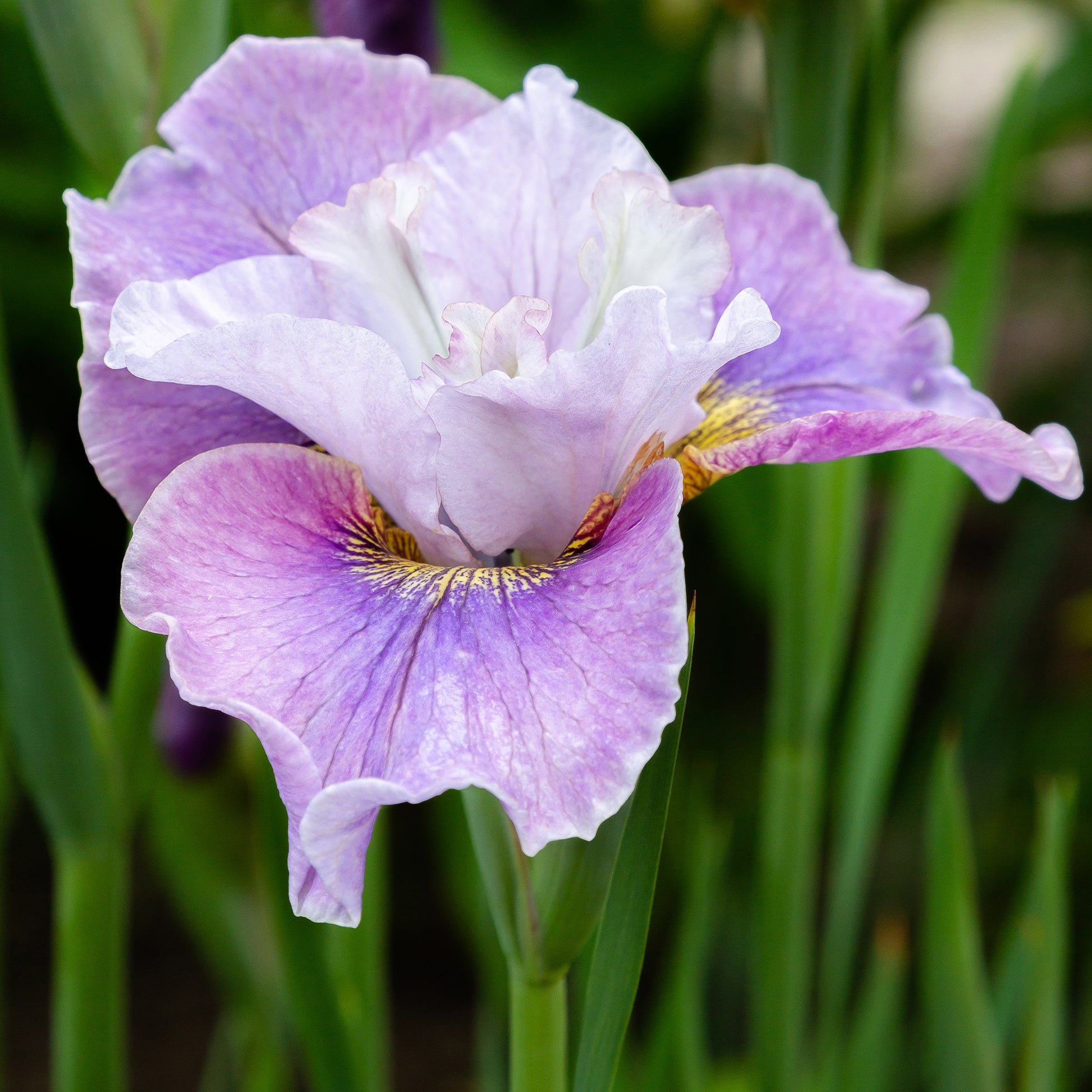 Iris sibirica Dance Ballerina Dance - Sibirische Schwertlilie Dance Ballerina Dance - Iris sibirica - Sibirische Schwertlilie