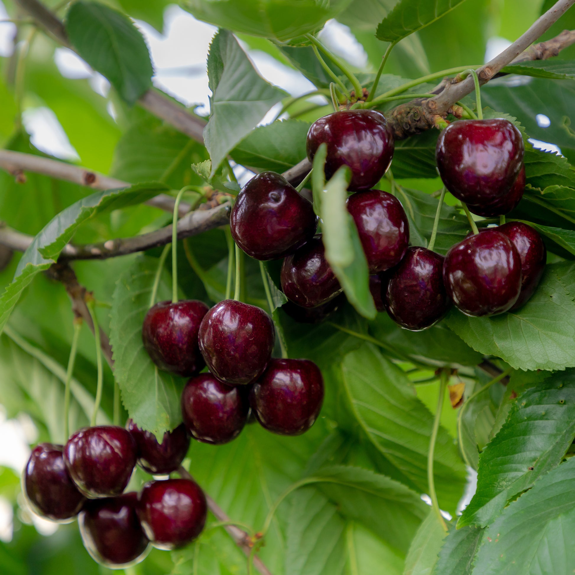 Süßkirsche Regina - Prunus avium Regina - Bakker
