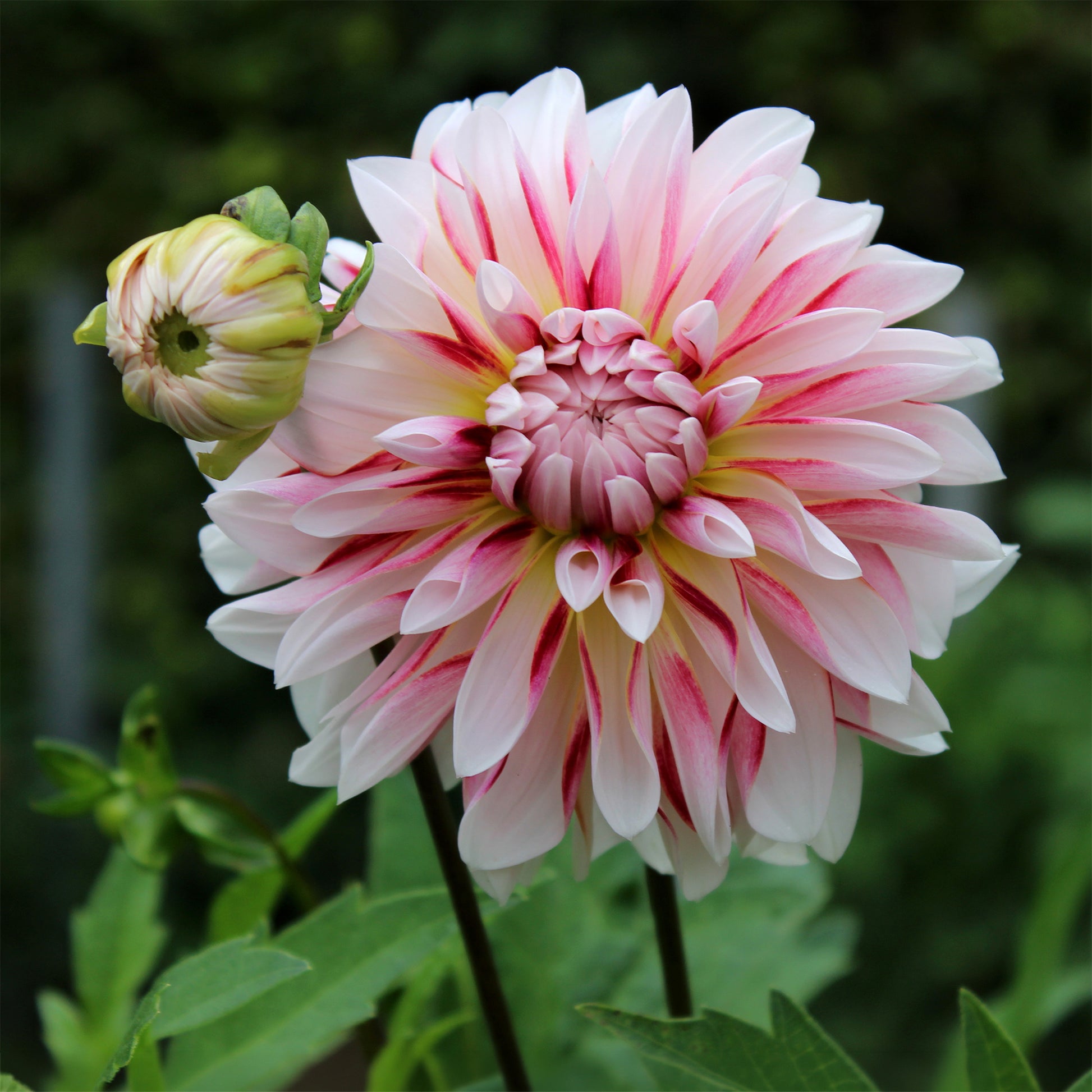 Dahlie Caribbean Fantasy - Dahlia Caribbean Fantasy - Bakker