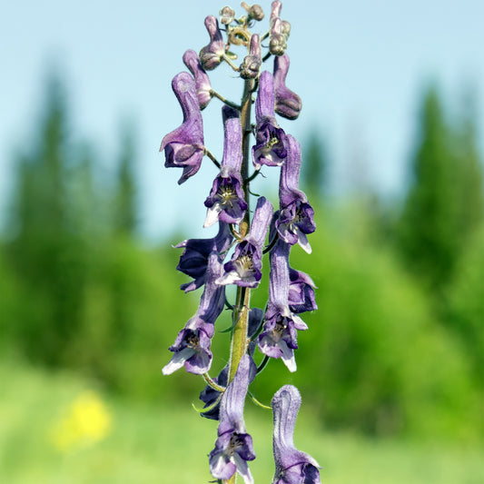 Eisenhut Purple Sparrow - Bakker
