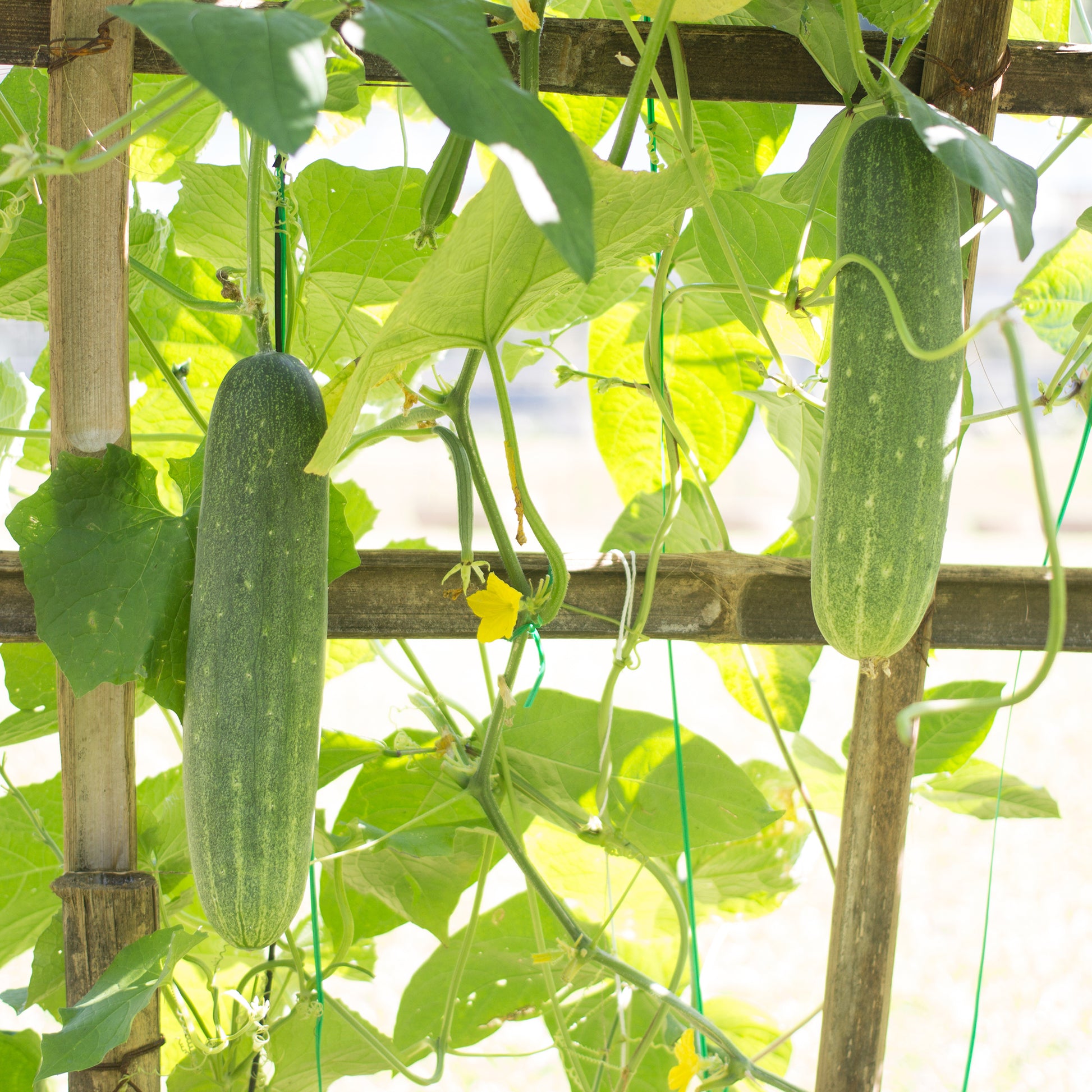 Gurke 'Johanna' - Cucumis sativus 'johanna' - Bakker