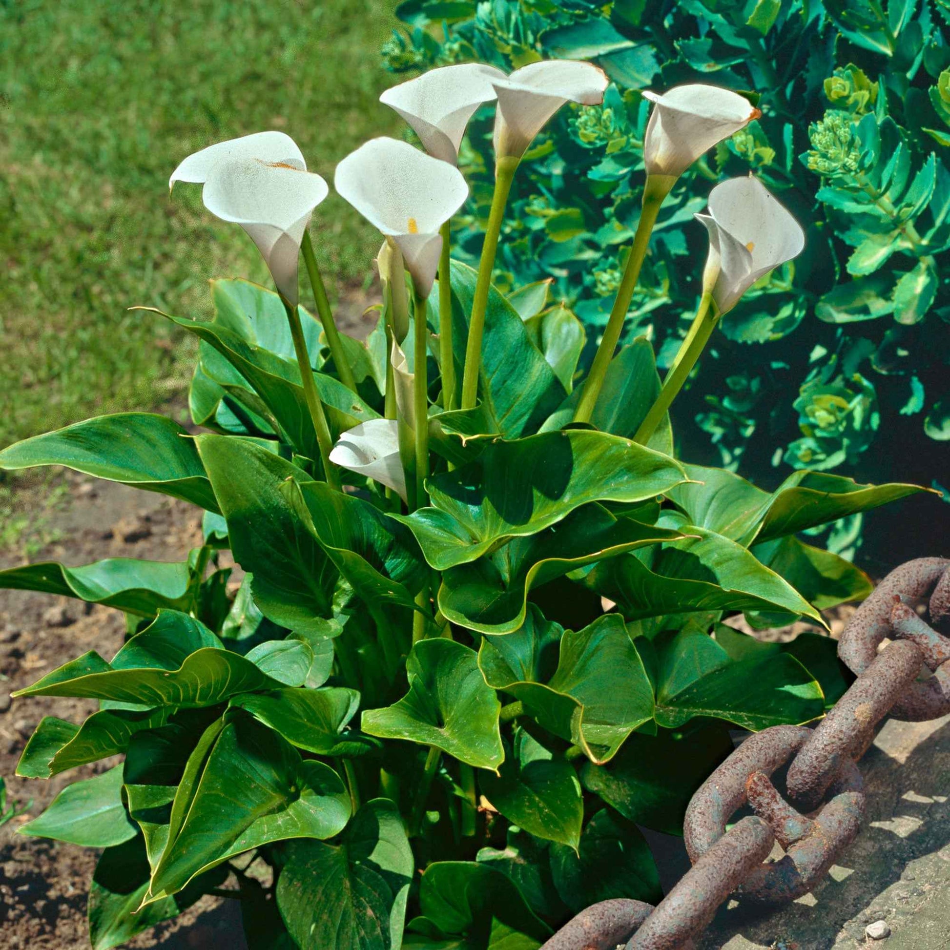 Calla weiß - Zantedeschia aethiopica - Bakker