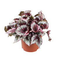 Begonia beleaf evening glow - Blattbegonie 'Evening Glow' - Grüne Zimmerpflanzen
